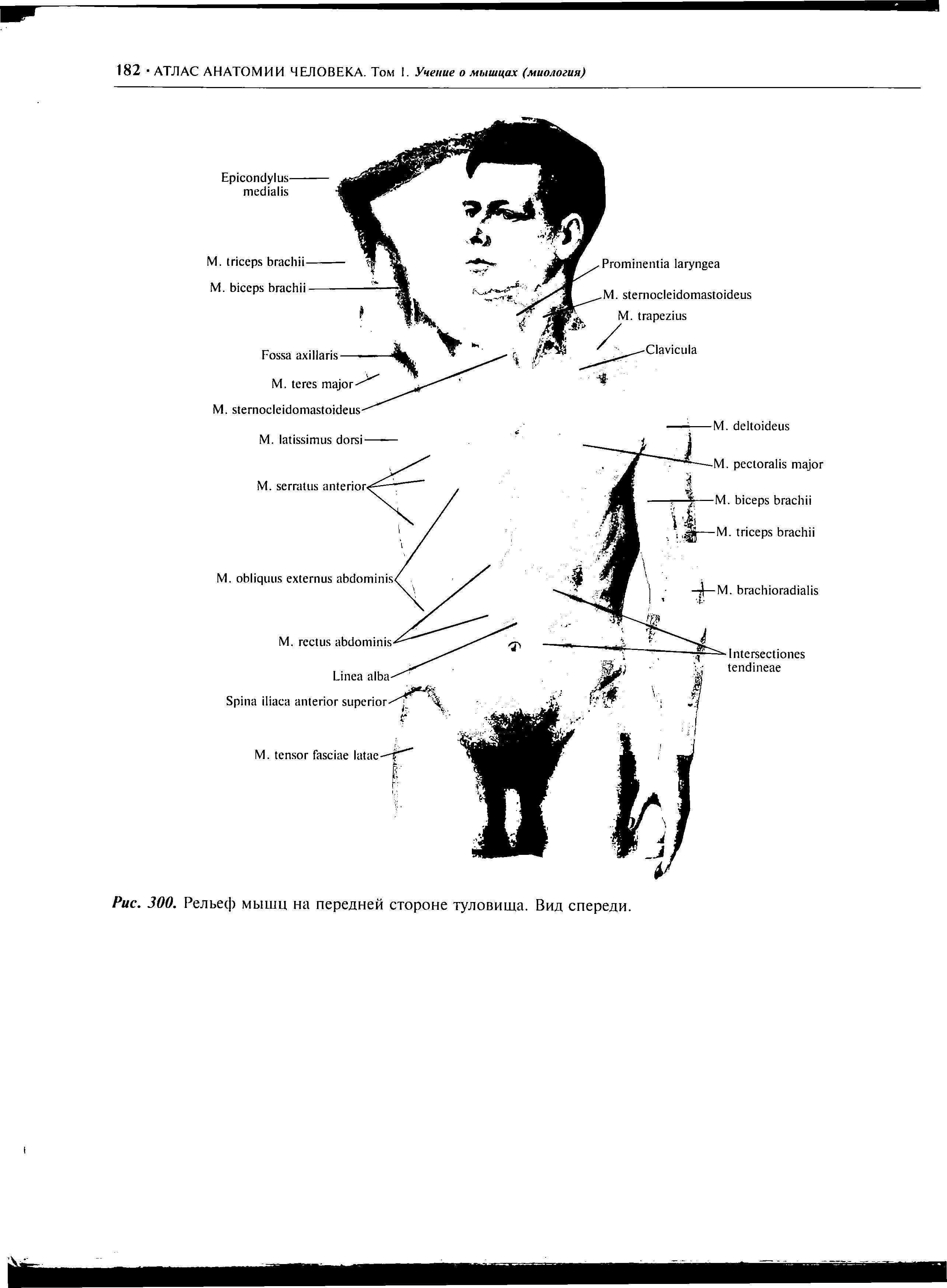 Рис. 300. Рельеф мышц на передней стороне туловища. Вид спереди.
