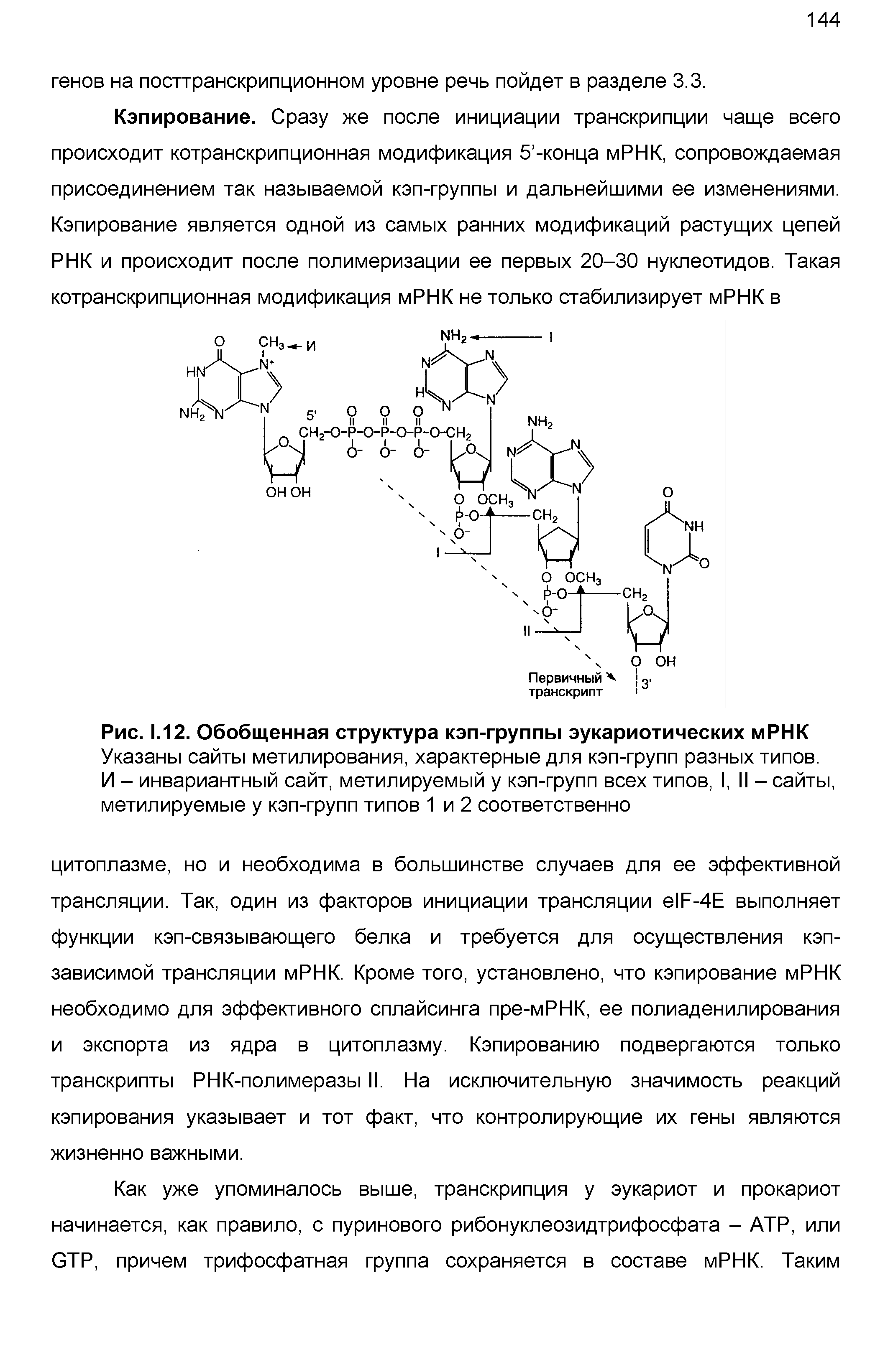 Рис. 1.12. Обобщенная структура кэп-группы эукариотических мРНК Указаны сайты метилирования, характерные для кэп-групп разных типов.