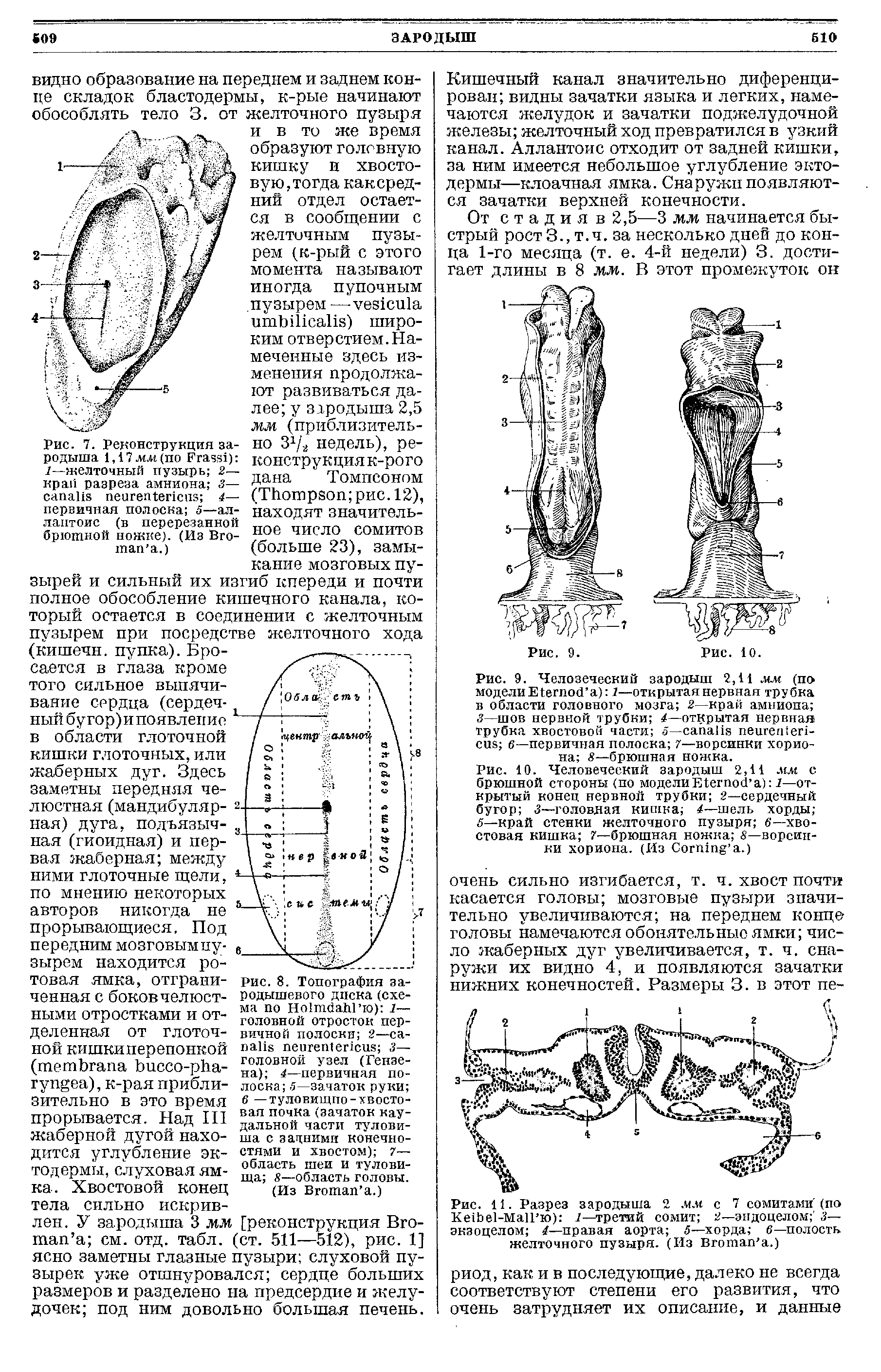 Рис. 11. Разрез зародыша 2 мм с 7 сомитами (по Ке1Ье1-Ма11 ю) 1—третий сомит 2—эидоцелом 3— экзоцелом 4—правая аорта 5—хорда в—полость желточного пузыря. (Из Вготап а.)...