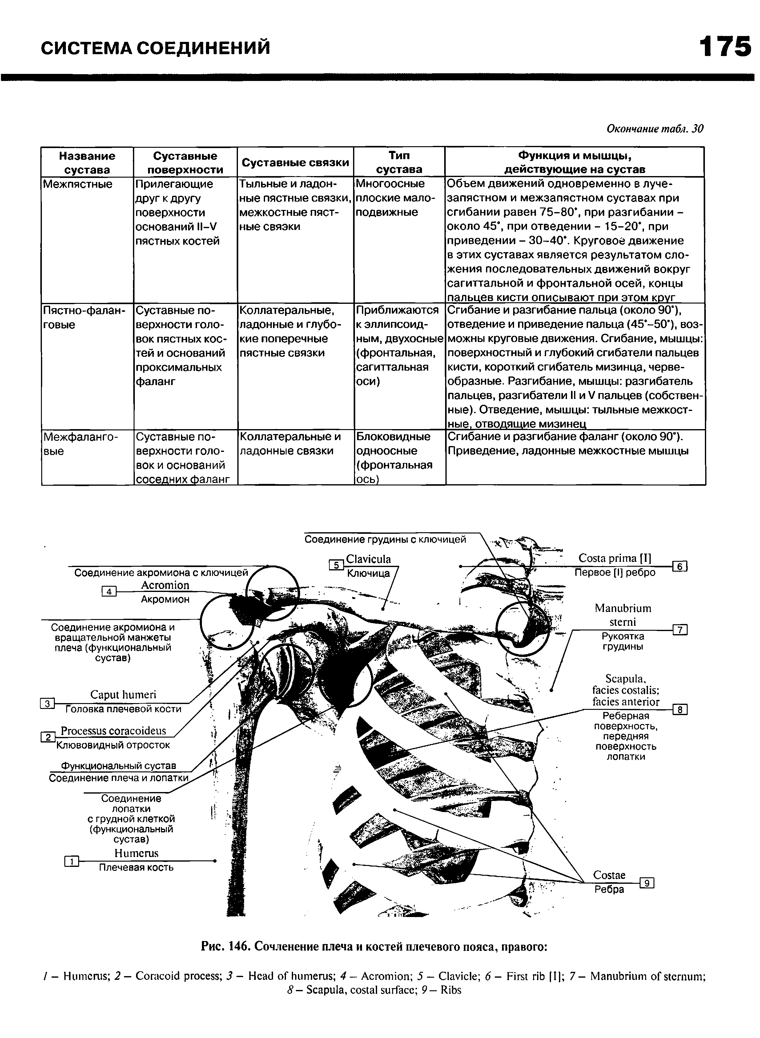 Рис. 146. Сочленение плеча и костей плечевого пояса, правого ...