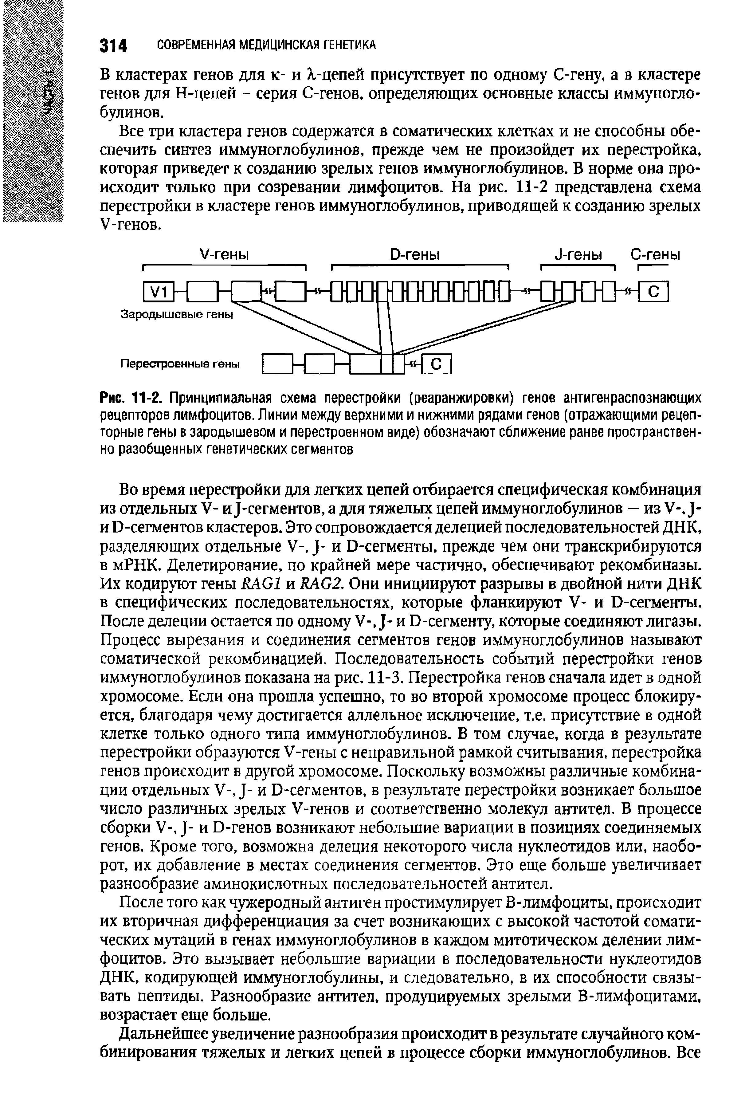 Рис. 11-2. Принципиальная схема перестройки (реаранжировки) генов антиген распознающих рецепторов лимфоцитов. Линии между верхними и нижними рядами генов (отражающими рецепторные гены в зародышевом и перестроенном виде) обозначают сближение ранее пространственно разобщенных генетических сегментов...