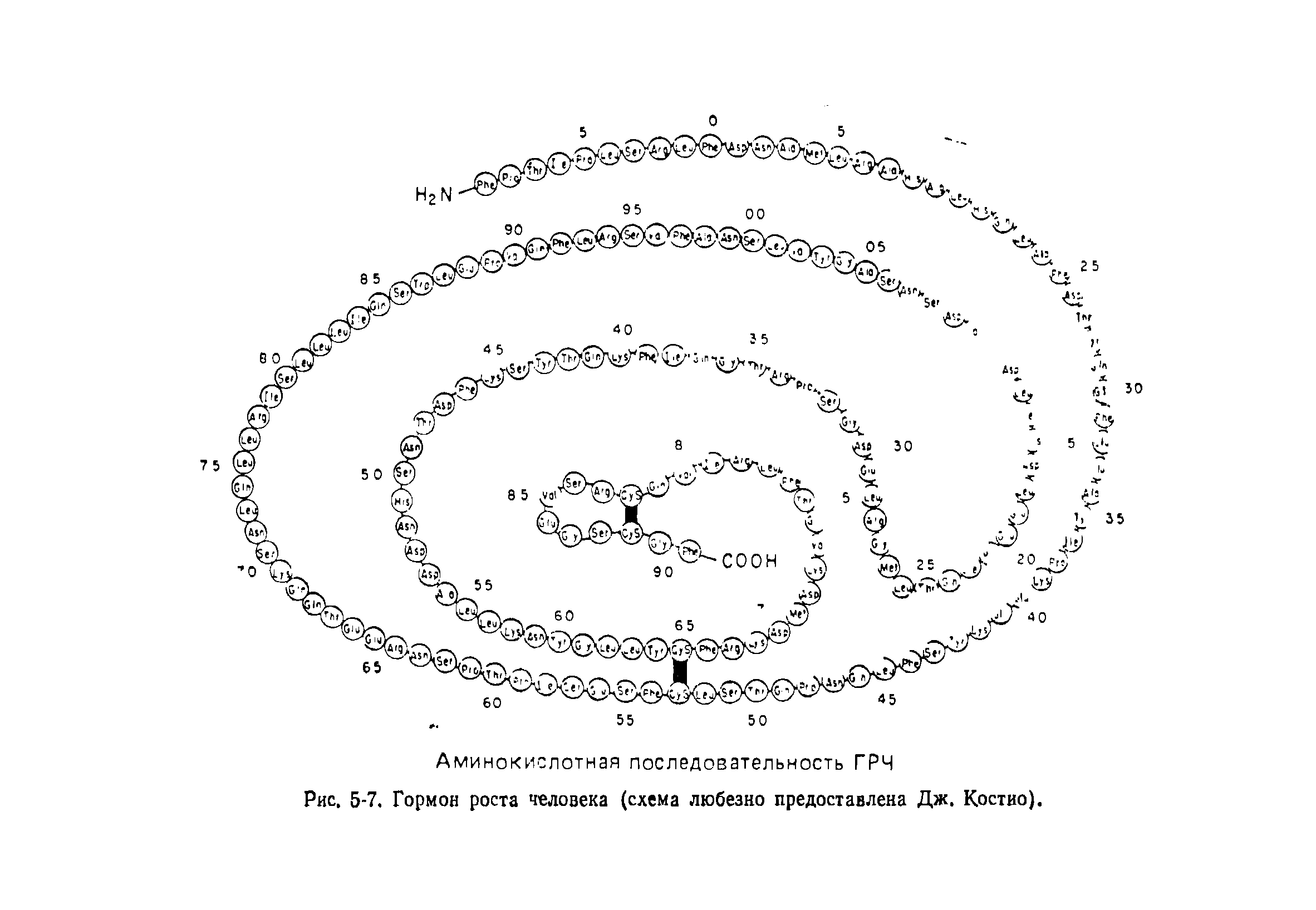 Рис. 5-7. Гормон роста человека (схема любезно предоставлена Дж. Костио).