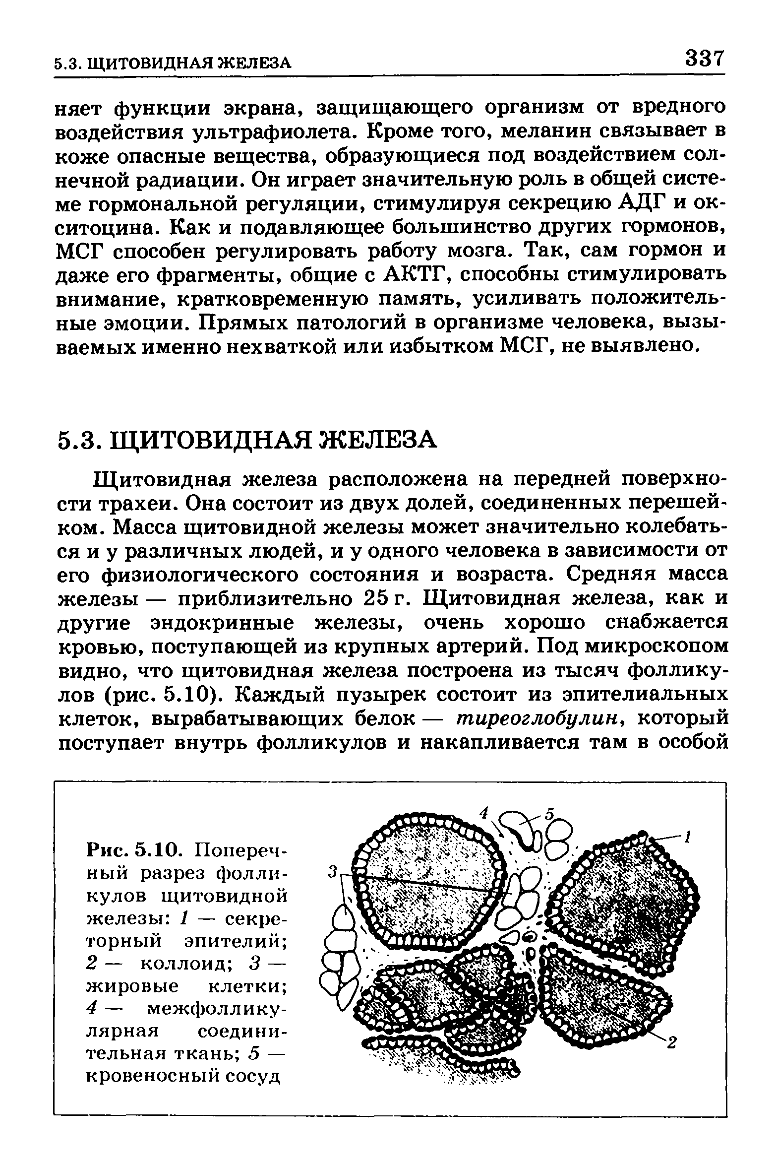 Рис. 5.10. Поперечный разрез фолликулов щитовидной железы 1 — секреторный эпителий 2 — коллоид 3 — жировые клетки 4 — межфолликулярная соединительная ткань 5 — кровеносный сосуд...