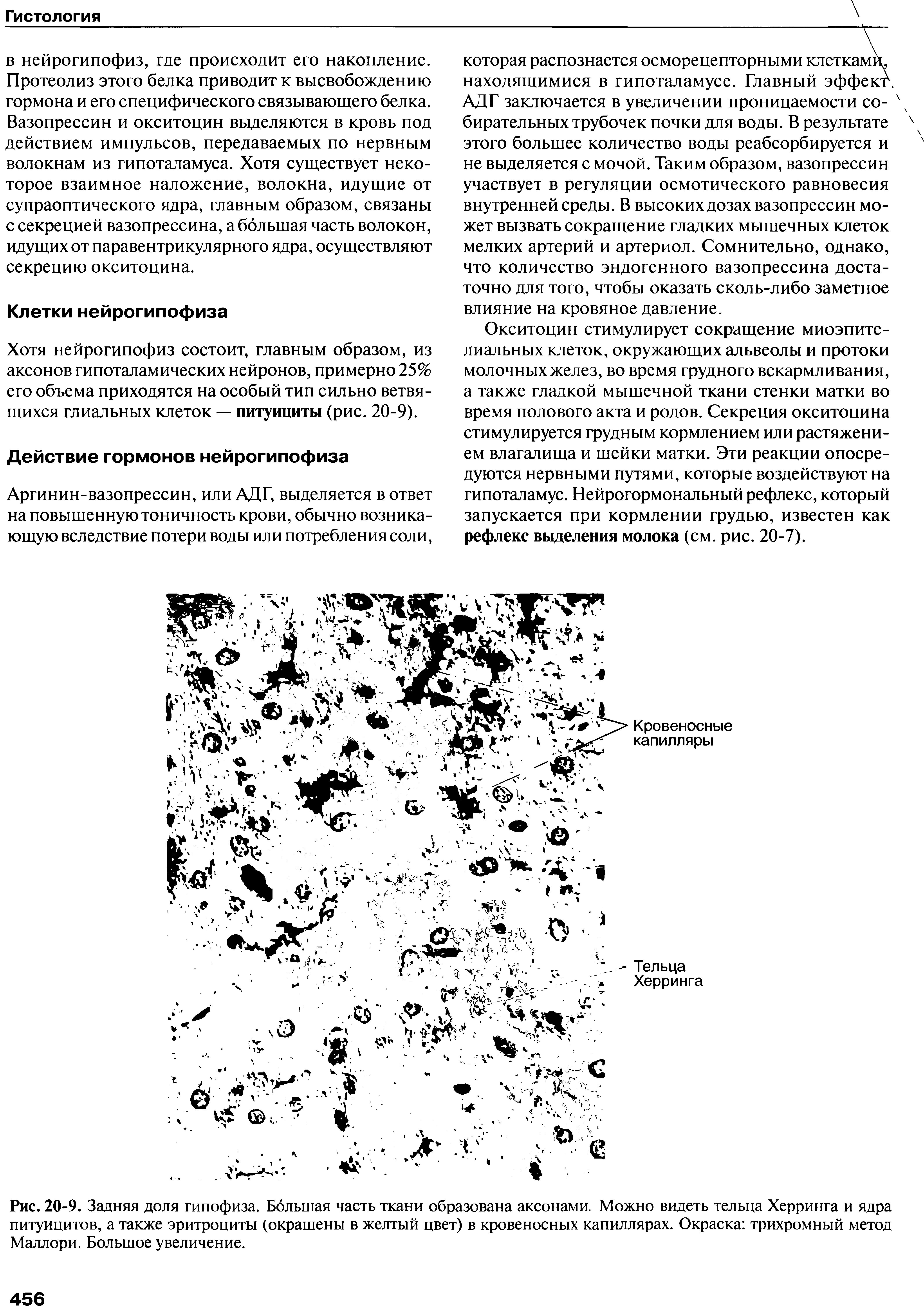 Рис. 20-9. Задняя доля гипофиза. Большая часть ткани образована аксонами. Можно видеть тельца Херринга и ядра питуицитов, а также эритроциты (окрашены в желтый цвет) в кровеносных капиллярах. Окраска трихромный метод Маллори. Большое увеличение.