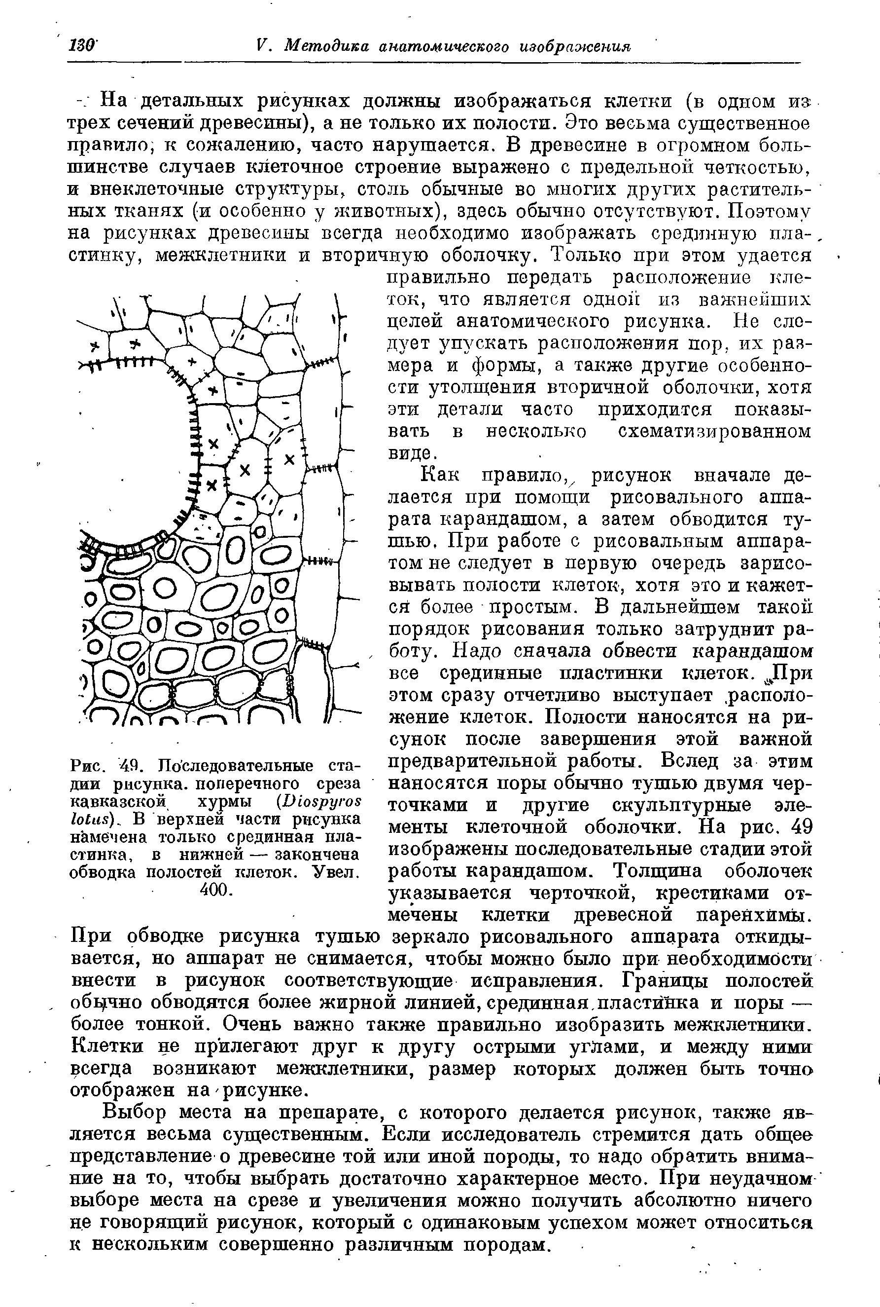 Рис. 49. Последовательные дни рисунка, поперечного среза кавказской хурмы (D ). В верхней части рисунка намечена только срединная пластинка, в нижней — закончена обводка полостей клеток.