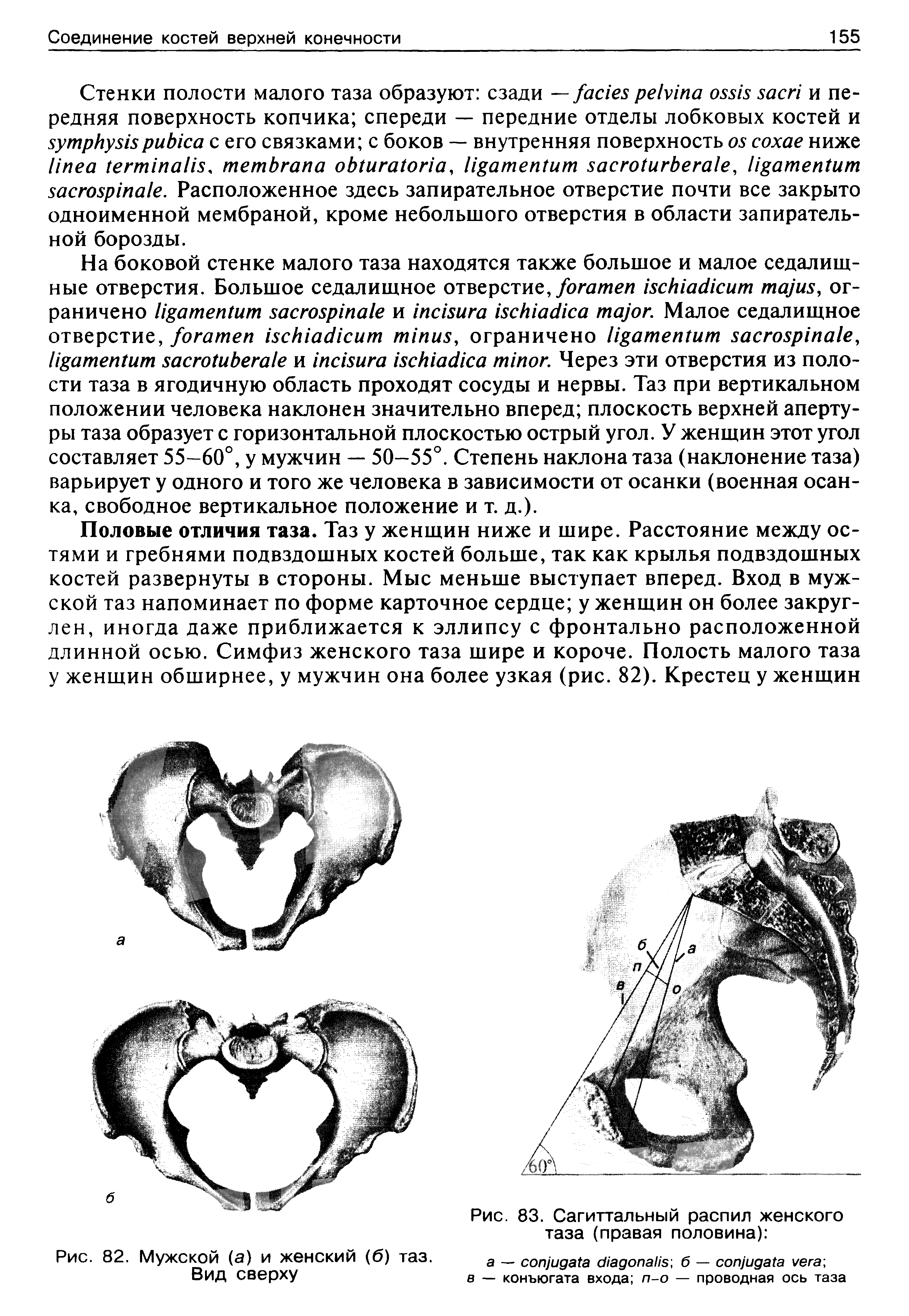 Рис. 83. Сагиттальный распил женского таза (правая половина) ...