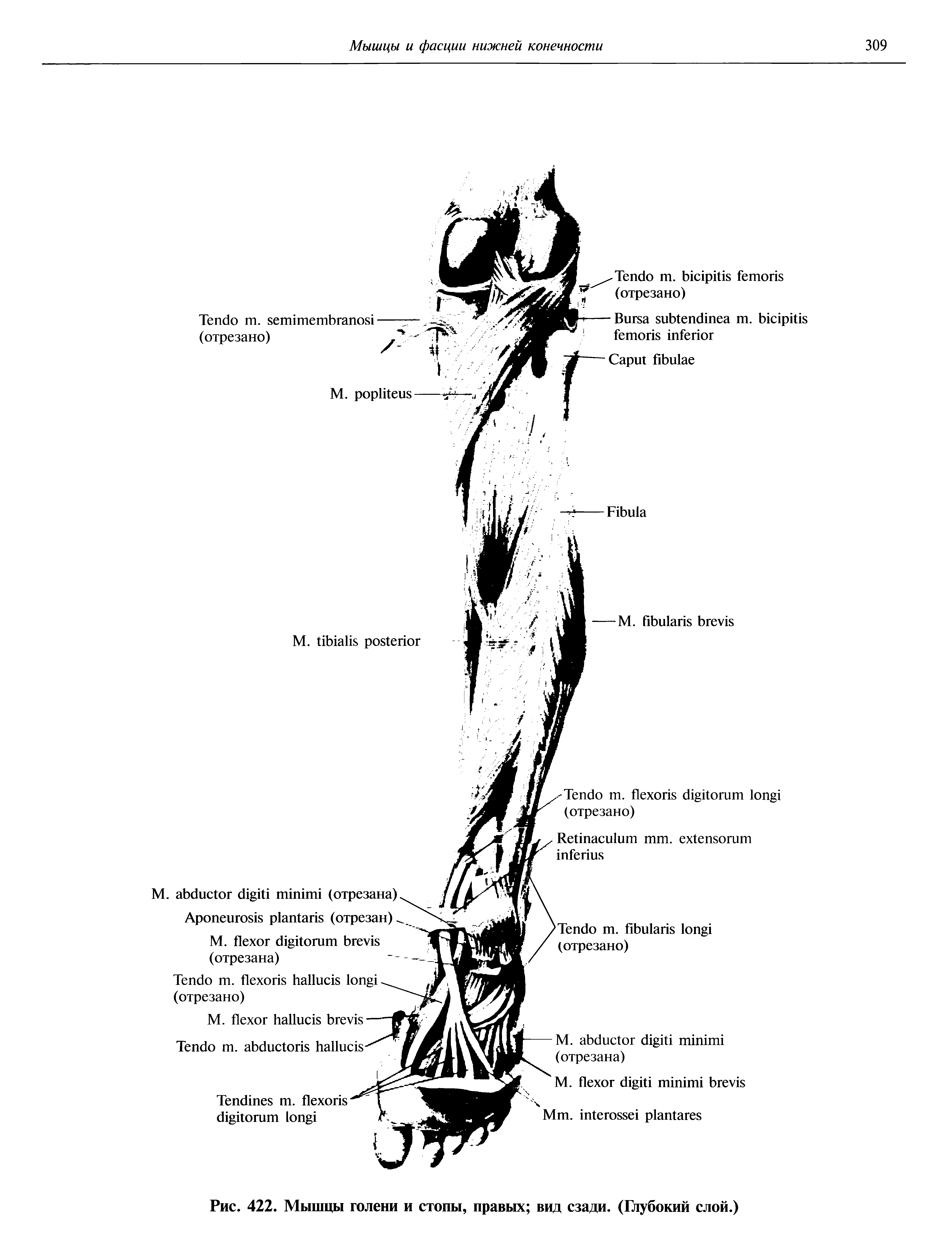 Рис. 422. Мышцы голени и стопы, правых вид сзади. (Глубокий слой.)...