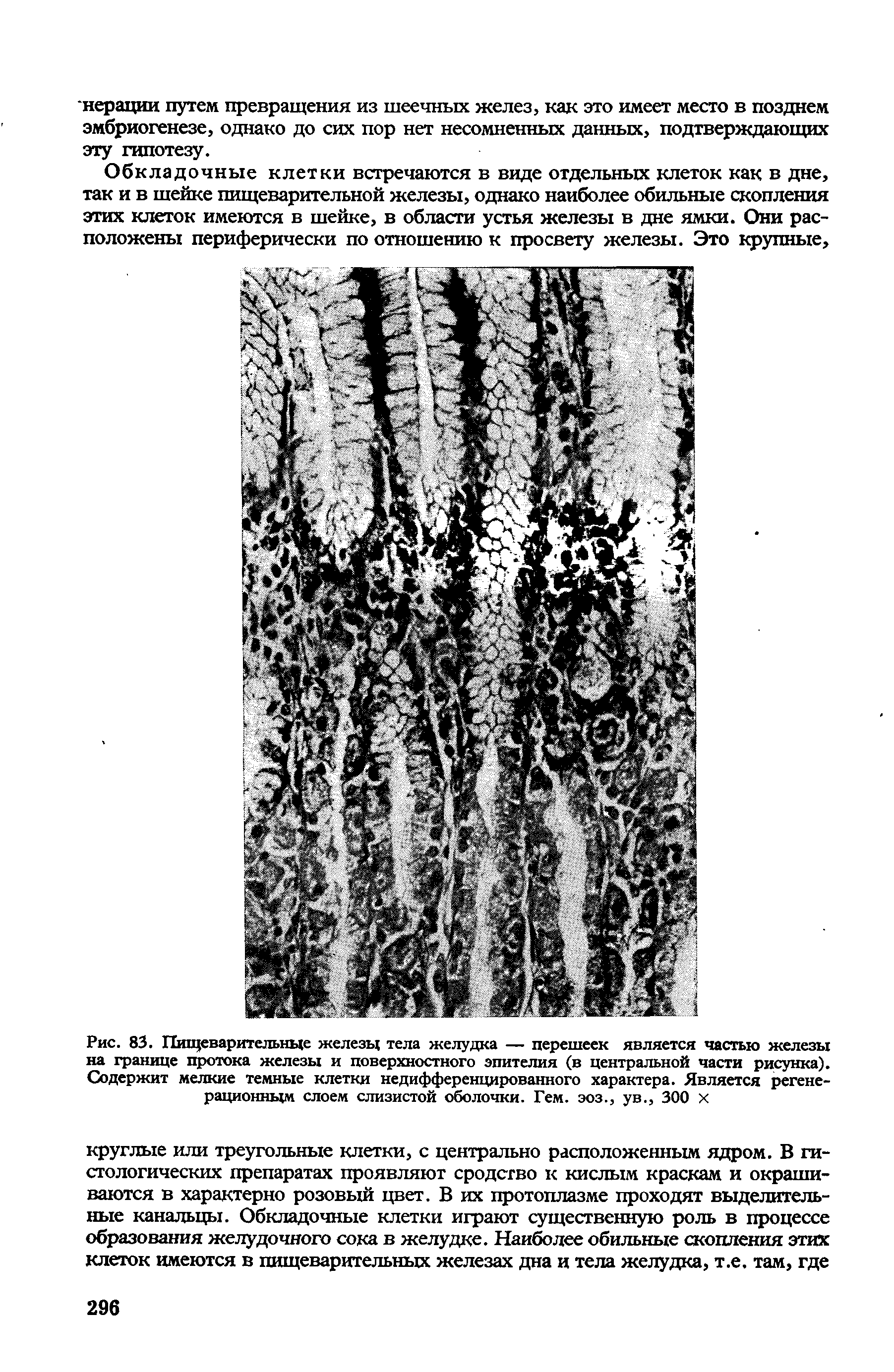 Рис. 83. Пищеварительные железы тела желудка — перешеек является частью железы на границе протока железы и поверхностного эпителия (в центральной части рисунка). Содержит мелкие темные клетки недифференцированного характера. Является регенерационным слоем слизистой оболочки. Гем. эоз., ув., 300 х...