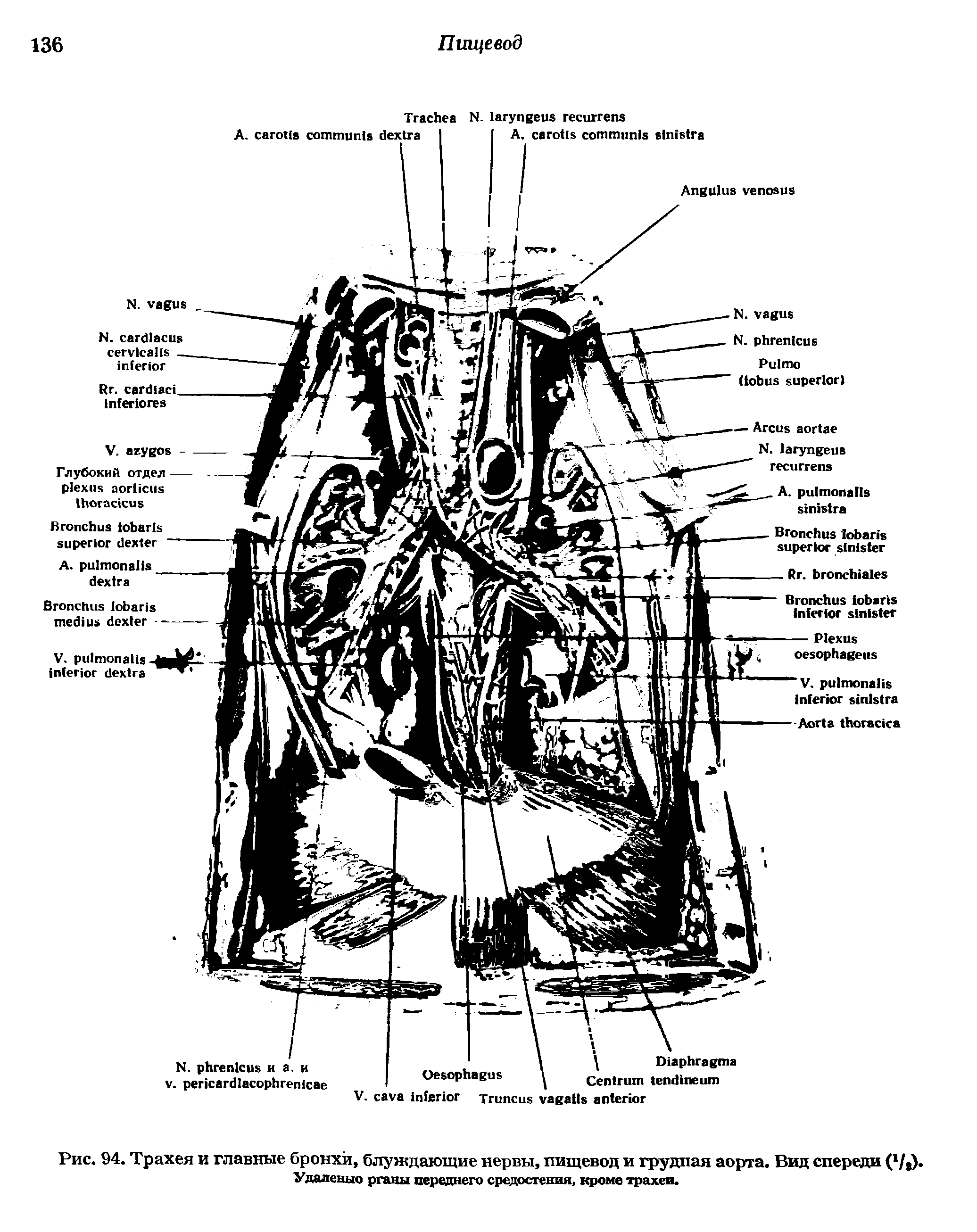 Рис. 94. Трахея и главные бронхи, блуждающие нервы, пищевод и грудная аорта. Вид спереди ( / )...