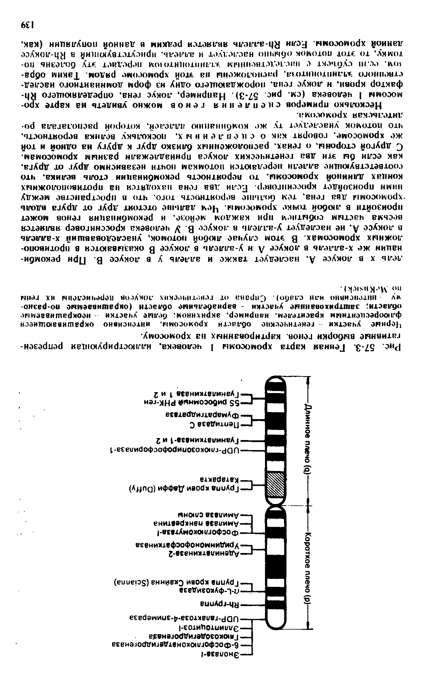 Рис. 57-3. Генная карта хромосомы 1 человека, иллюстрирующая репрезентативные выборки генов, картированных па хромосому.