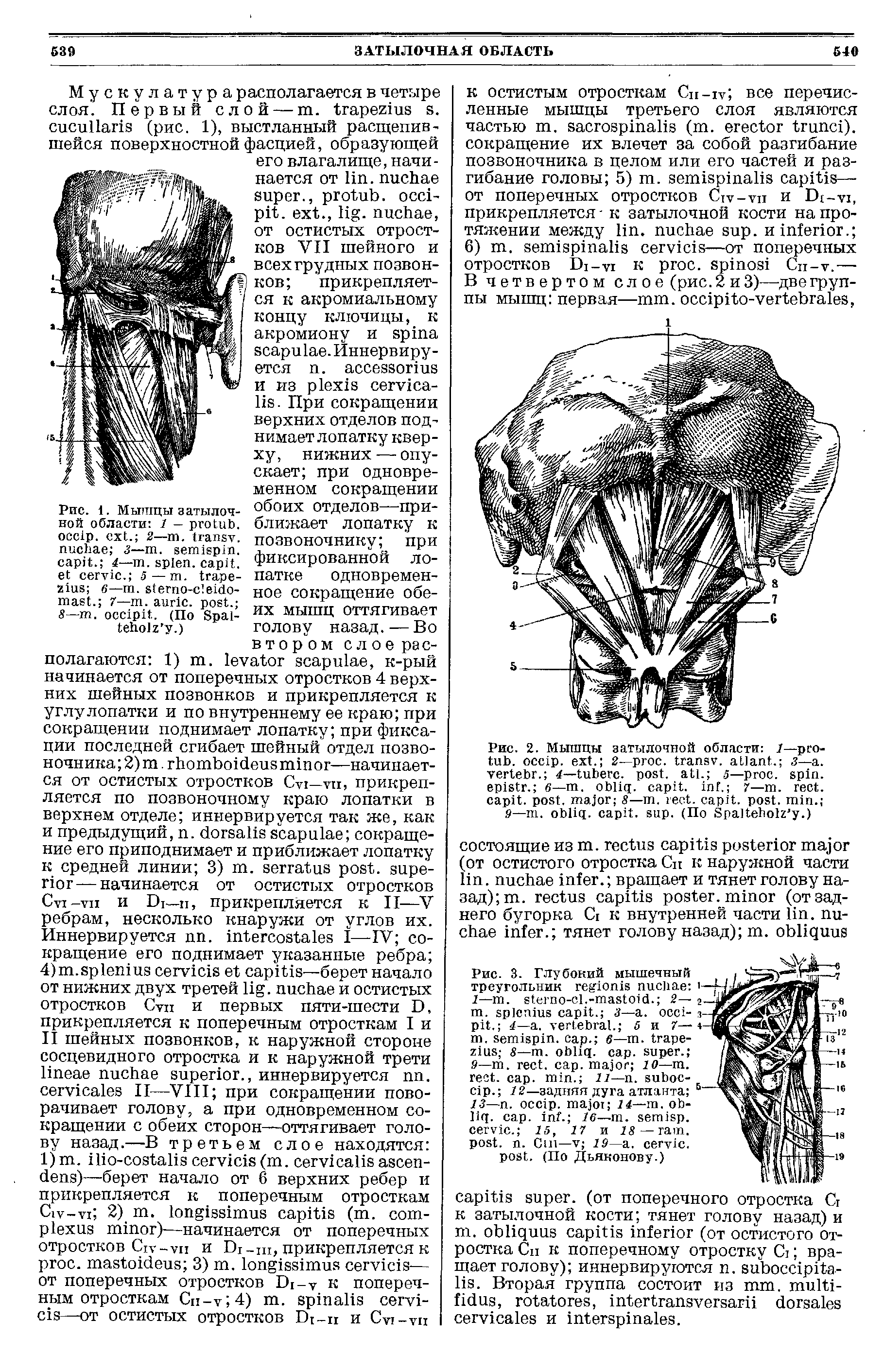 Рис. 3. Глубокий мышечный треугольник 1— . - .- . 2— . . 3— . . 4— . . 5 и 7— . . . в— . 8— . . . . 9— . . . 10— . . . . 11— . - . 12—задняя дуга атланта ...