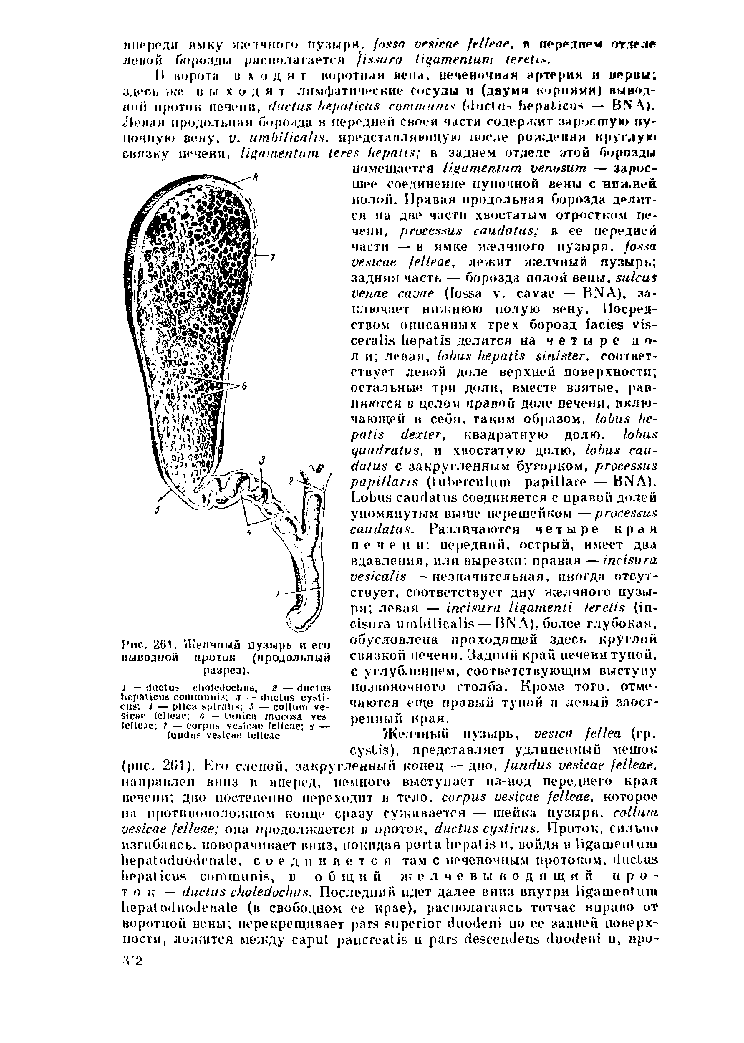 Рис. 2G1. Желчный пузырь я его .-ыводной проток (продольный разрез).