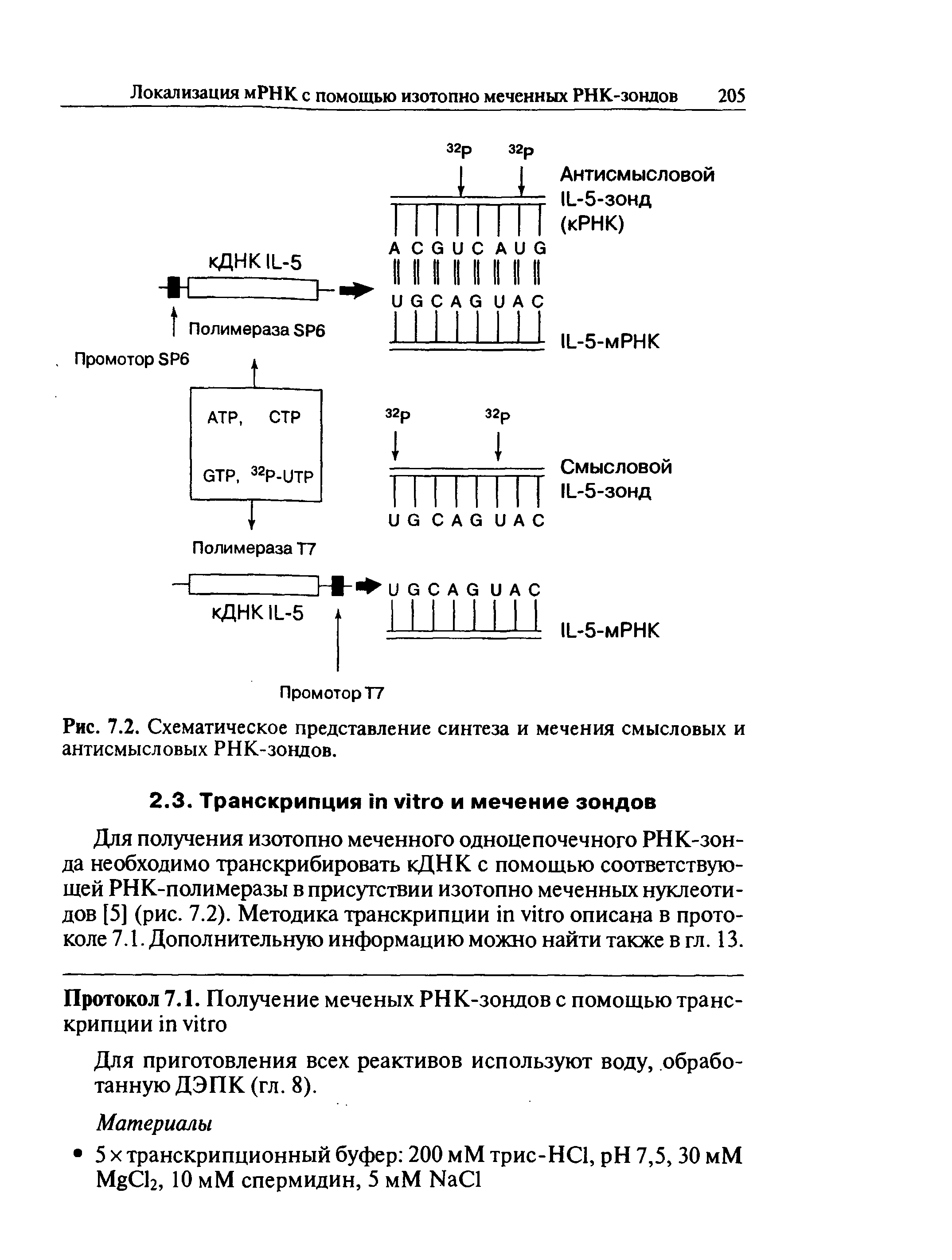 Рис. 7.2. Схематическое представление синтеза и мечения смысловых и антисмысловых РНК-зондов.