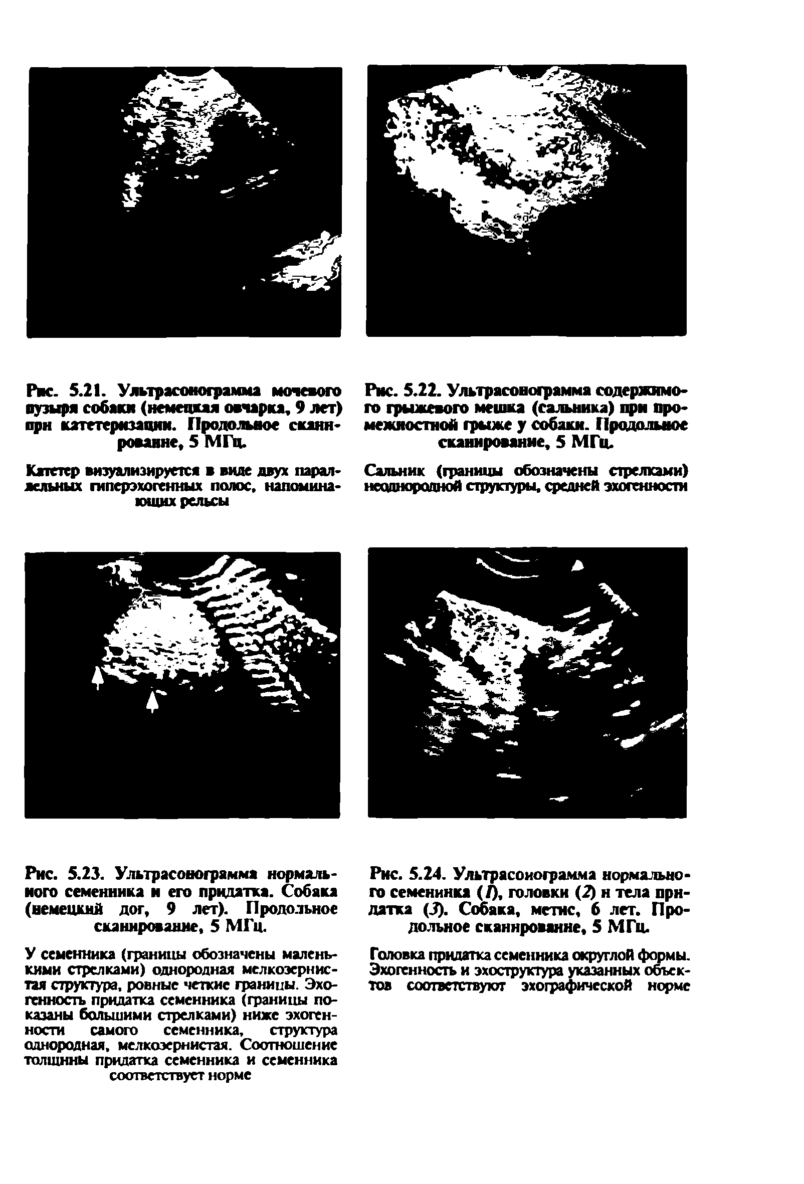 Рис. 5.23. Ультрасонограмма нормального семенника и его придатка. Собака (немецкий дог, 9 лет). Продольное сканирование, 5 МГц.