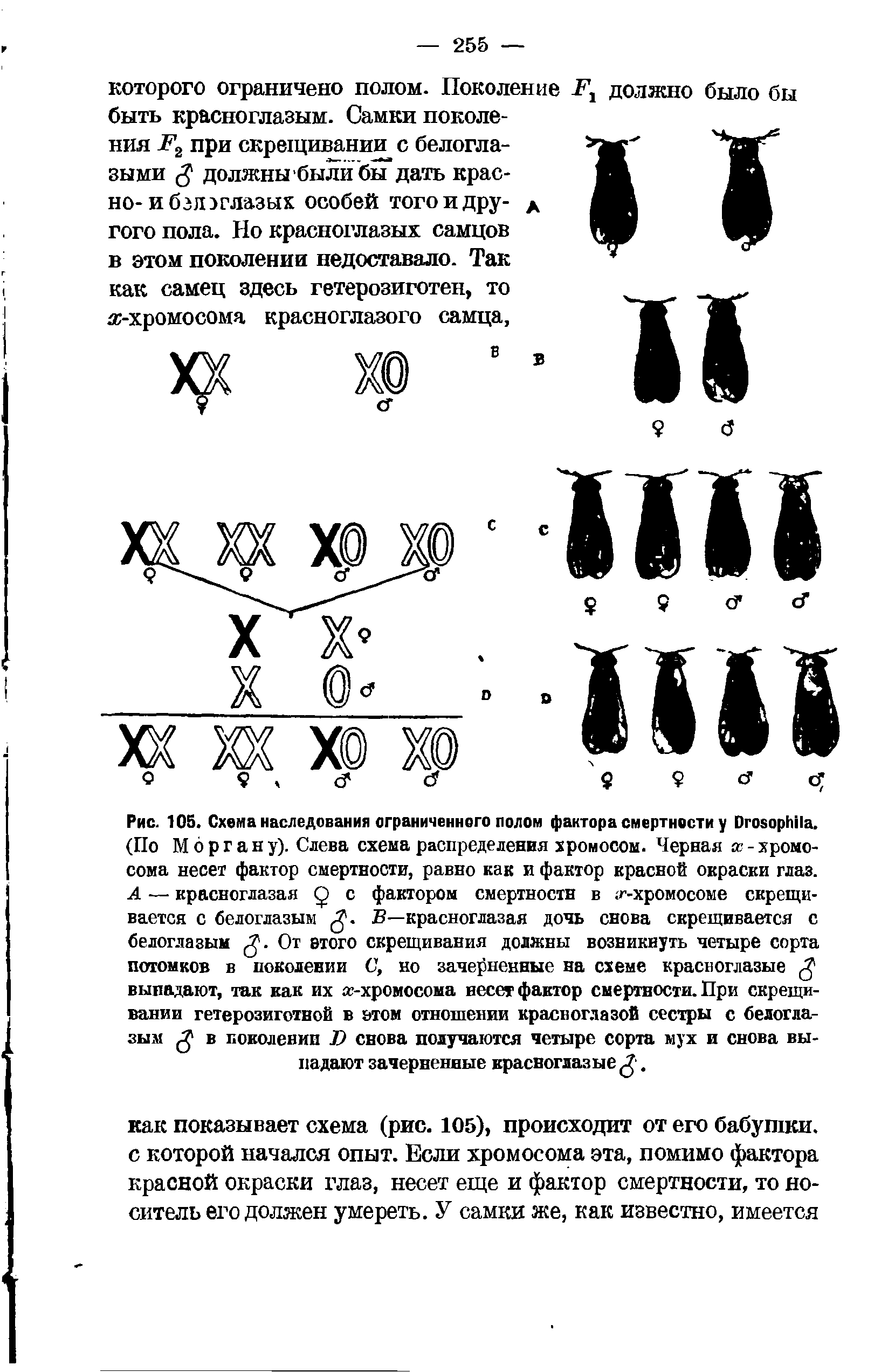 Рис. 105. Схема наследования ограниченного полом фактора смертности у D . (Г1о Моргану). Слева схема распределения хромосом. Черная -хромосома несет фактор смертности, равно как и фактор красной окраски глаз. А — красноглазая Q с фактором смертности в -хромосоме скрещивается с белоглазым В—красноглазая дочь снова скрещивается с...