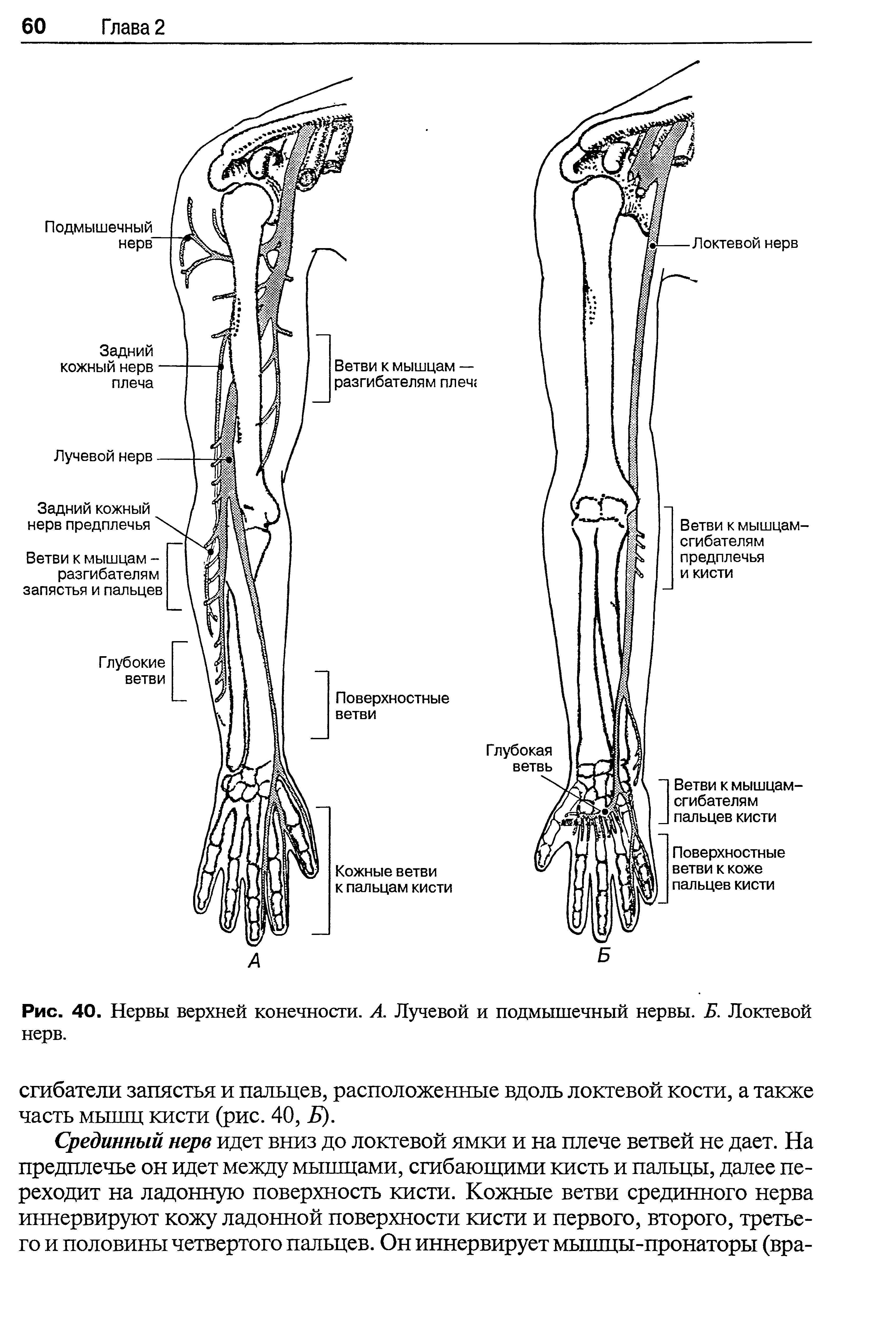 Рис. 40. Нервы верхней конечности. А. Лучевой и подмышечный нервы. Б. Локтевой нерв.