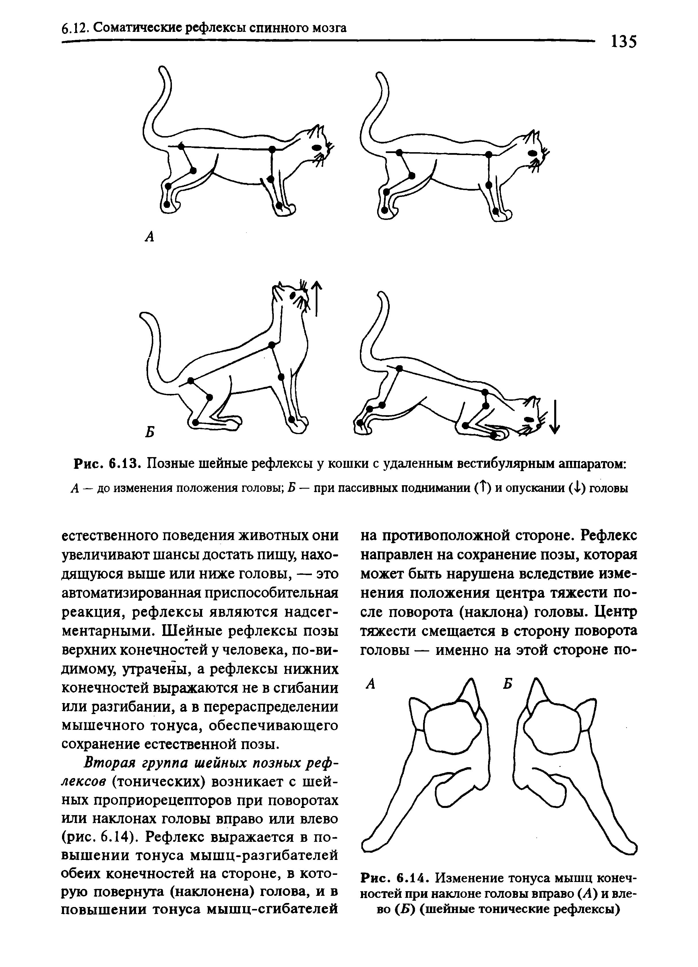 Рис. 6.14. Изменение тонуса мышц конечностей при наклоне головы вправо (Л) и влево (Б) (шейные тонические рефлексы)...