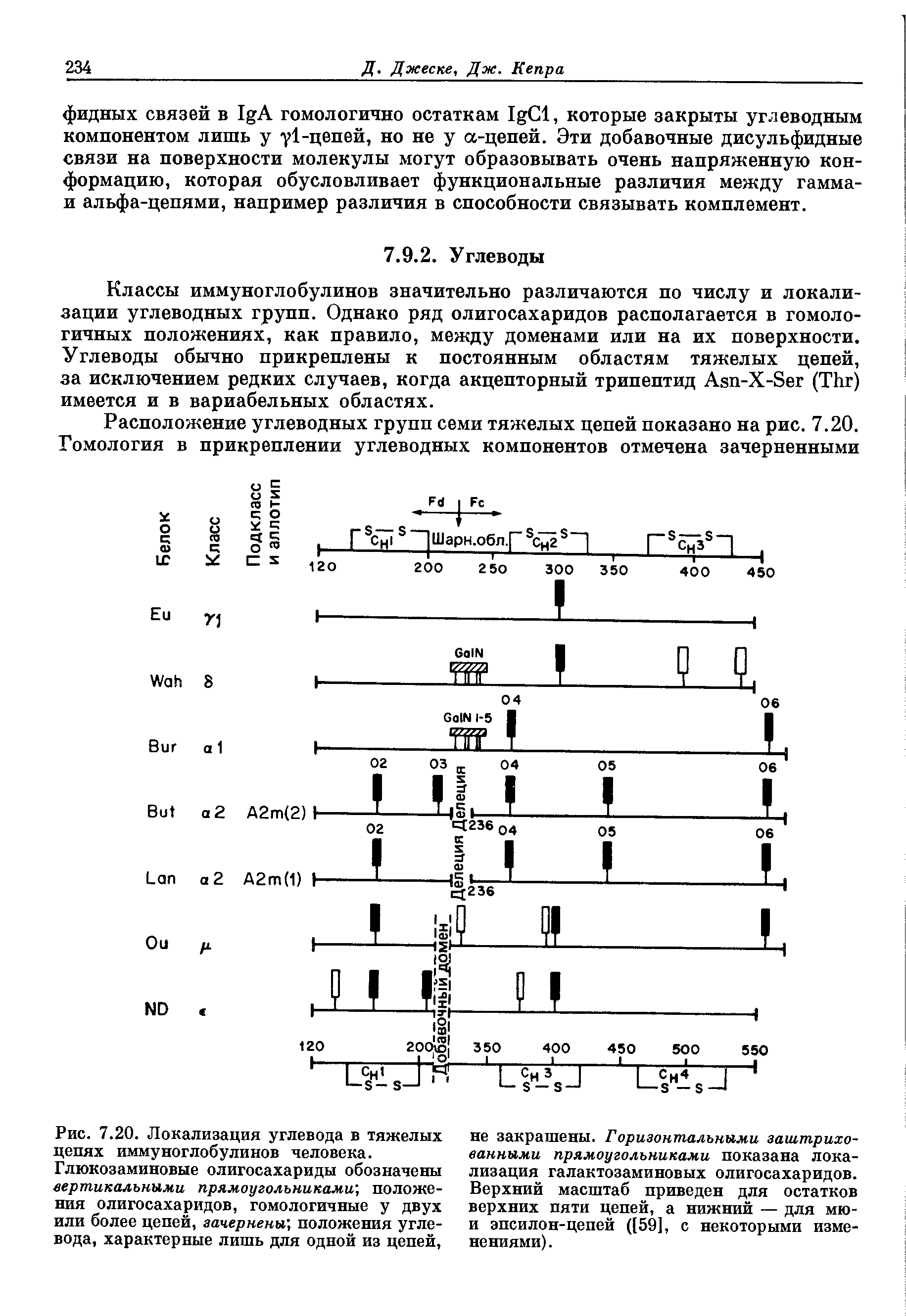 Рис. 7.20. Локализация углевода в тяжелых цепях иммуноглобулинов человека.