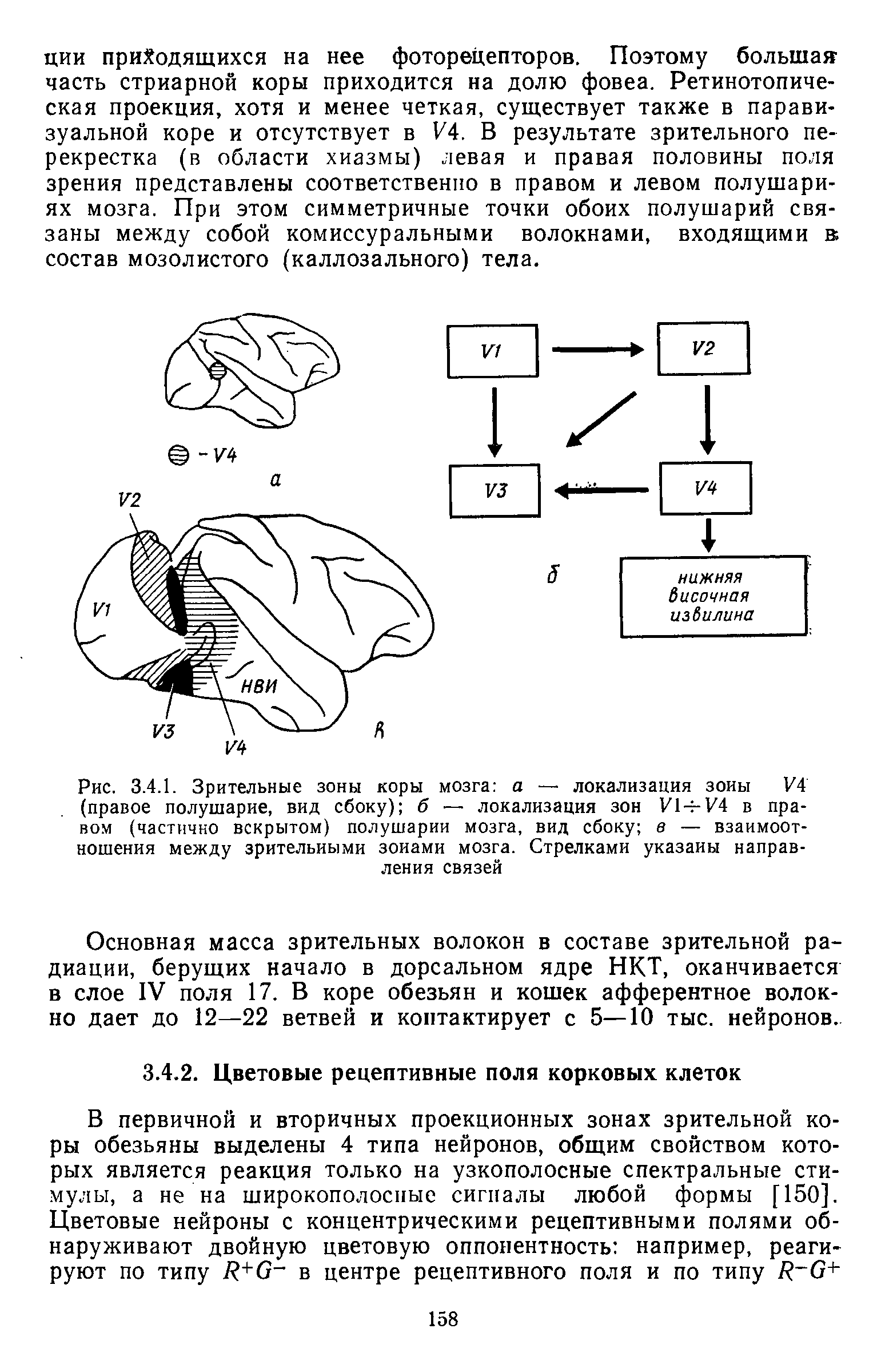 Рис. 3.4.1. Зрительные зоны коры мозга а — локализация зоны У4 (правое полушарие, вид сбоку) б — локализация зон У1Ч-У4 в правом (частично вскрытом) полушарии мозга, вид сбоку в — взаимоотношения между зрительными зонами мозга. Стрелками указаны направления связей...