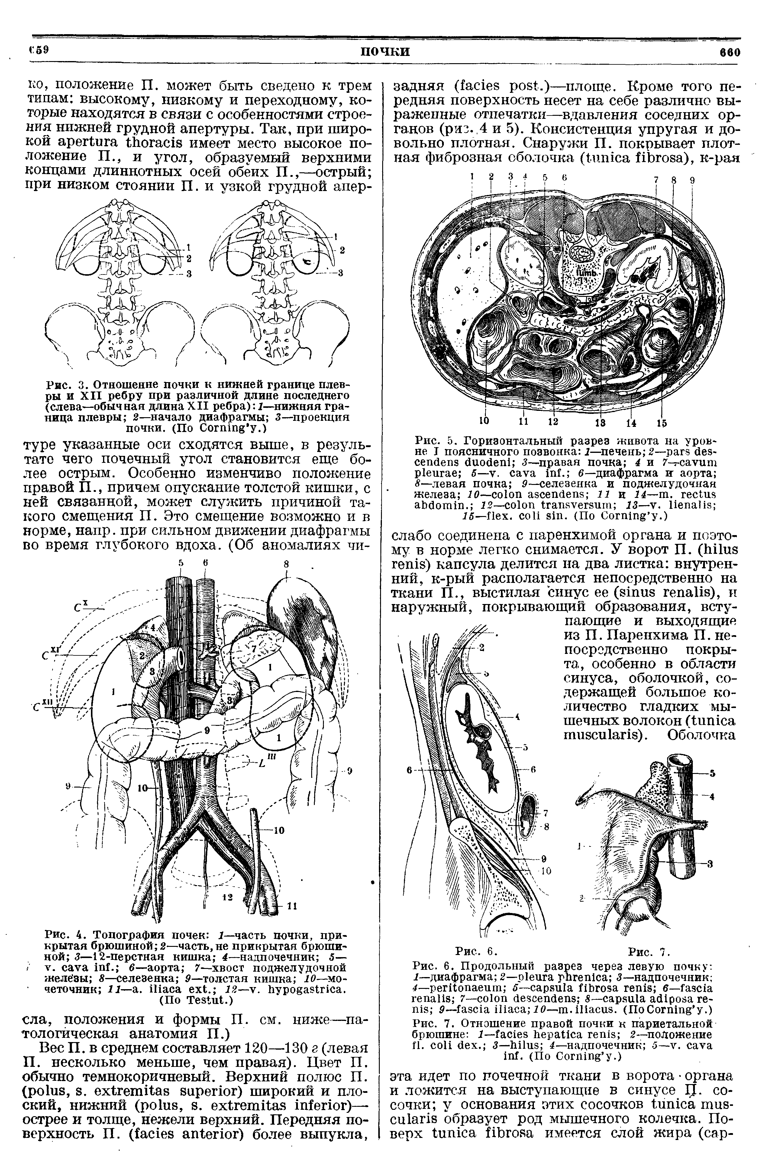 Рис. 4. Топография почек 1—часть почки, прикрытая брюшиной 2—часть, не прикрытая брюшиной 3—12-перстная кишка 4—надпочечник 5—. V. . в—аорта 7—хвост поджелудочной железы 8—селезенка 9—толстая кишка 10—мочеточник 11— . . 12— . .