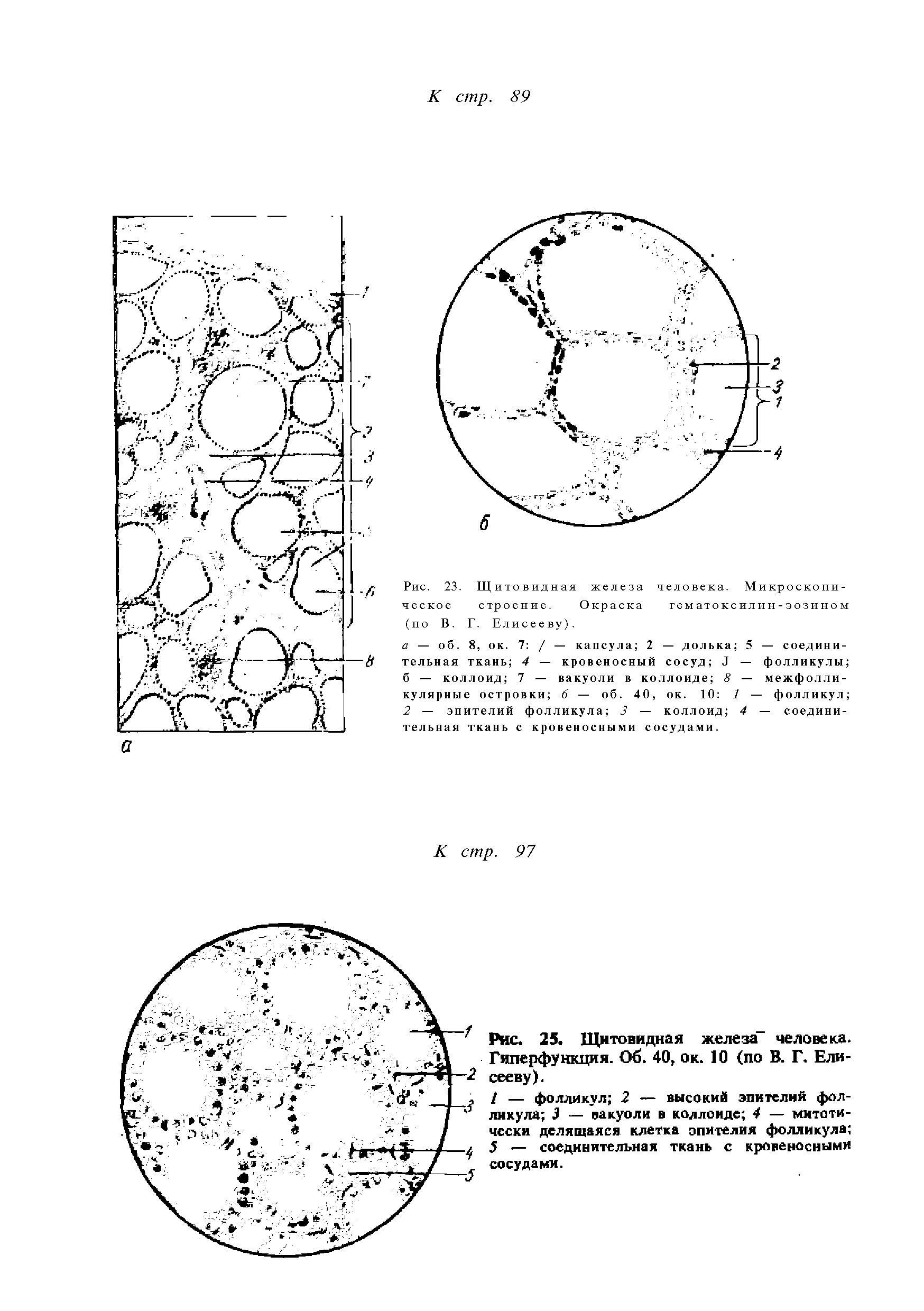 Рис. 23. Щитовидная железа человека. Микроскопическое строение. Окраска те м ато кс ил и н - э о зи н о м (по В. Г. Елисееву).