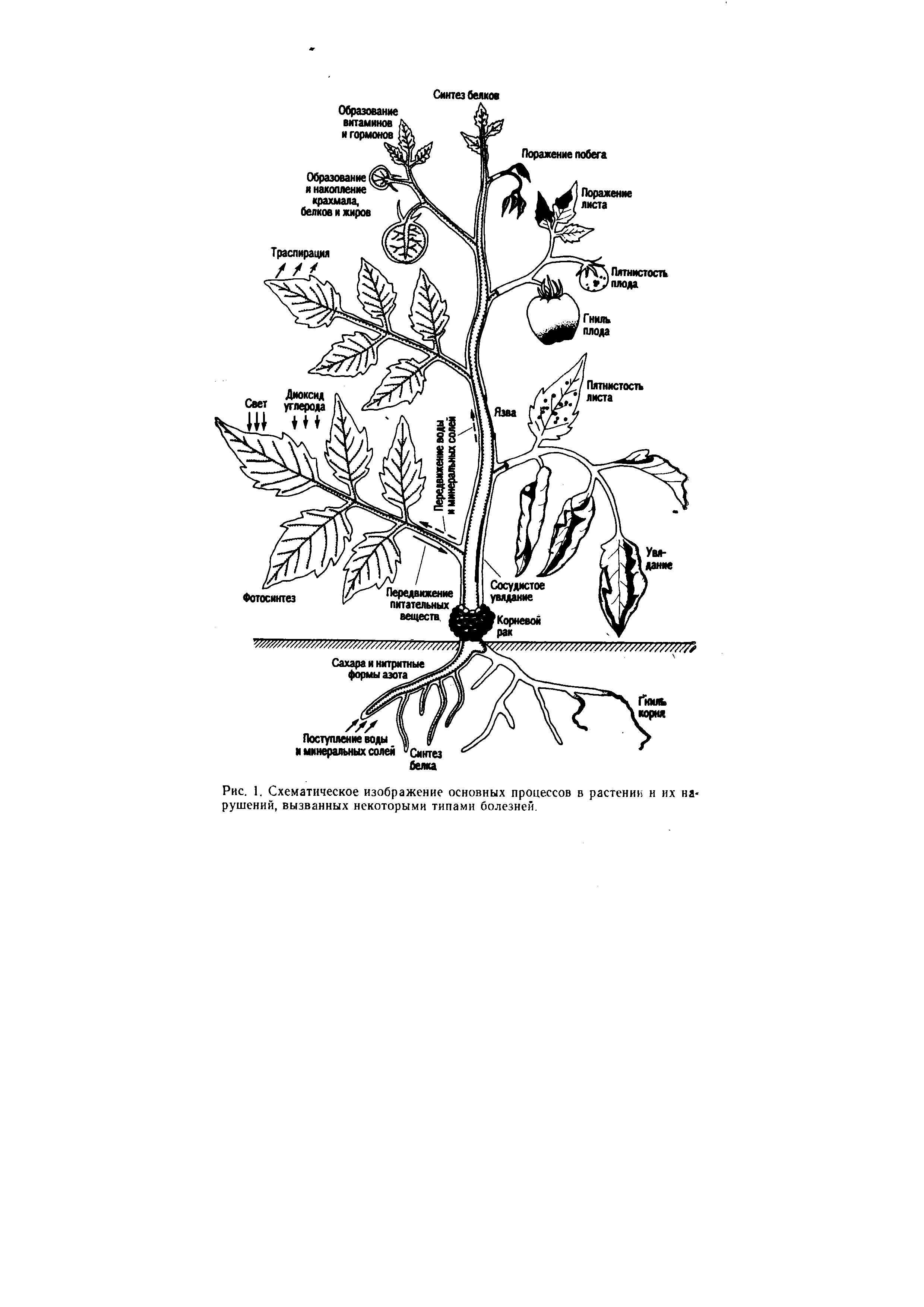 Рис. 1. Схематическое изображение основных процессов в растении н их нарушений, вызванных некоторыми типами болезней.
