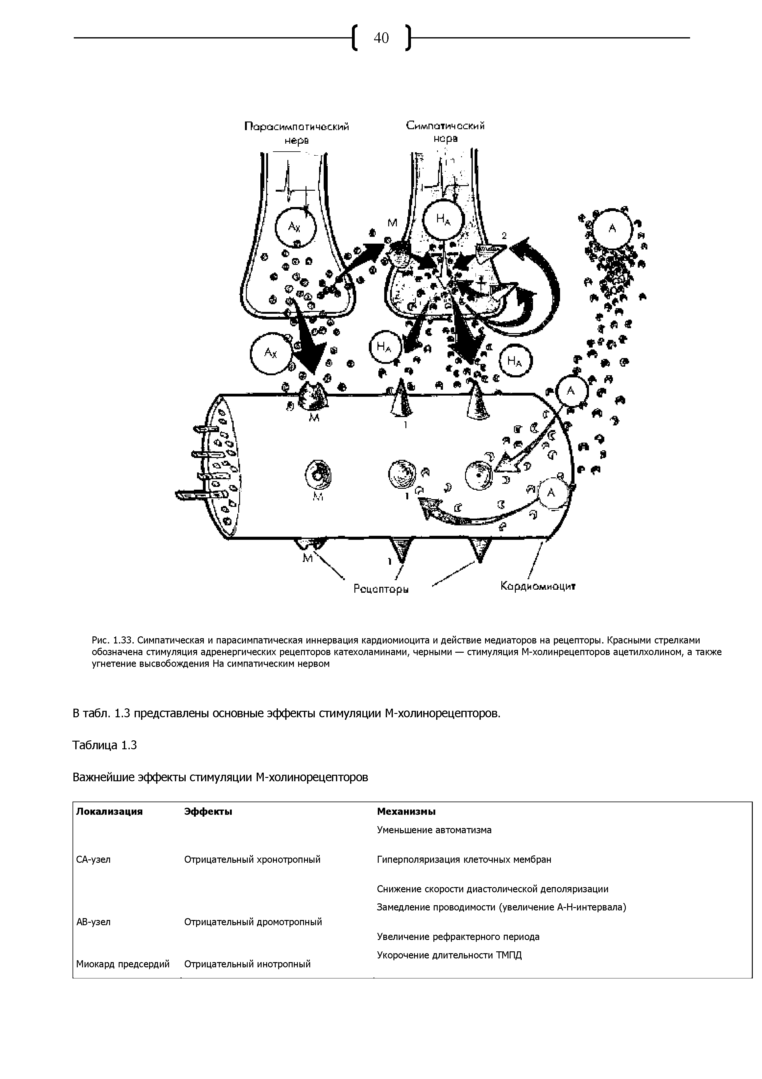 Рис. 1.33. Симпатическая и парасимпатическая иннервация кардиомиоцита и действие медиаторов на рецепторы. Красными стрелками обозначена стимуляция адренергических рецепторов катехоламинами, черными — стимуляция М-холинрецепторов ацетилхолином, а также угнетение высвобождения На симпатическим нервом...