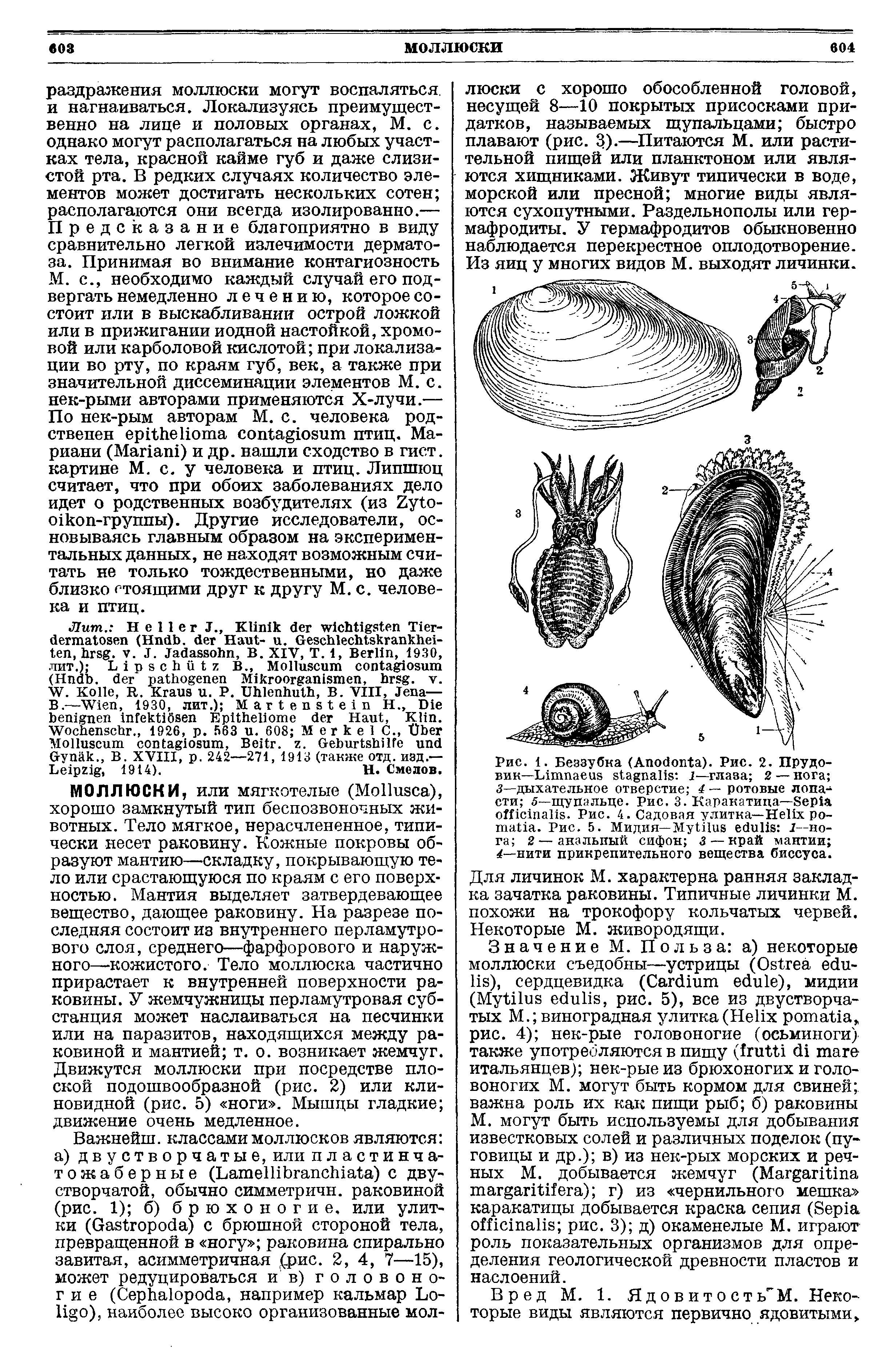 Рис. 1. Беззубка (A ). Рис. 2. Прудовик—L 1—глаза 2 — нога 3—дыхательное отверстие 4 — ротовые лопасти 5—щупальце. Рис. 3. Каракатица—S . Рис. 4. Садовая улитка—H ро- . Рис. 5. Мидия— M I—нога 2— анальный сифон 3 — край мантии —нити прикрепительного вещества биссуса.