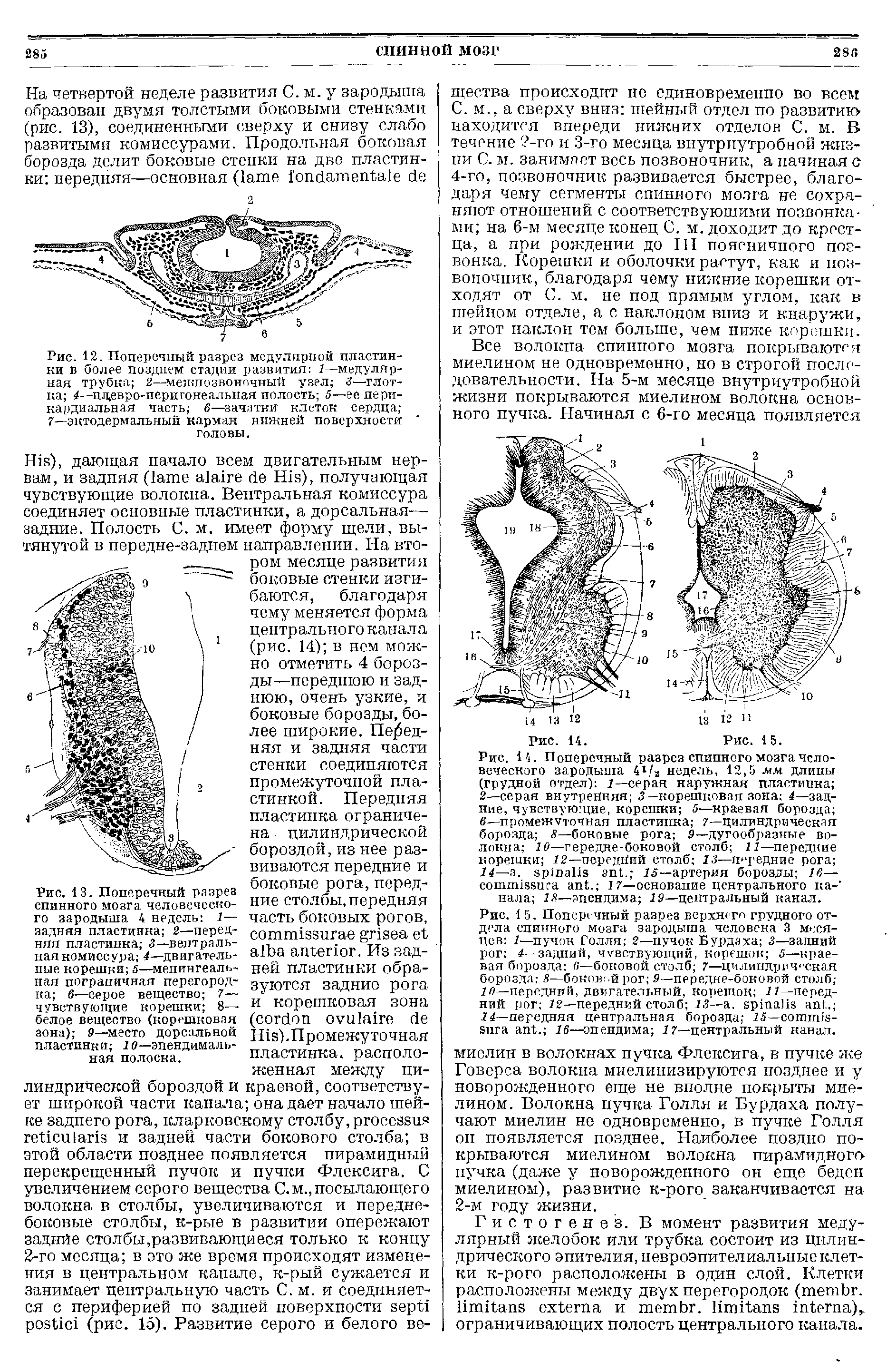 Рис. 1 5. Поперечный разрез верхнего грудного отдела спинного мозга зародыша человека 3 месяцев 1—пучок Голля 2—пучок Бурда ха 3—задний рог 4—задний, чувствующий, корешок 5—краевая борозда 6—боковой столб 7—Цилиндрическая борозда 8—боковой рог 9—передне-боковой столб 10—передний, двигательный, корешок 11— передний рог 12—передний столб 13— . .. 14—передняя центральная борозда 15— - . 1й—эпендима 17—центральный канал.