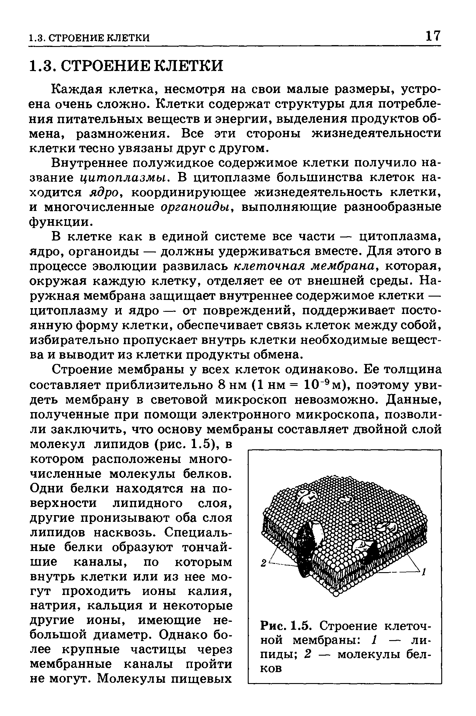 Рис. 1.5. Строение клеточной мембраны 1 — липиды 2 — молекулы белков...