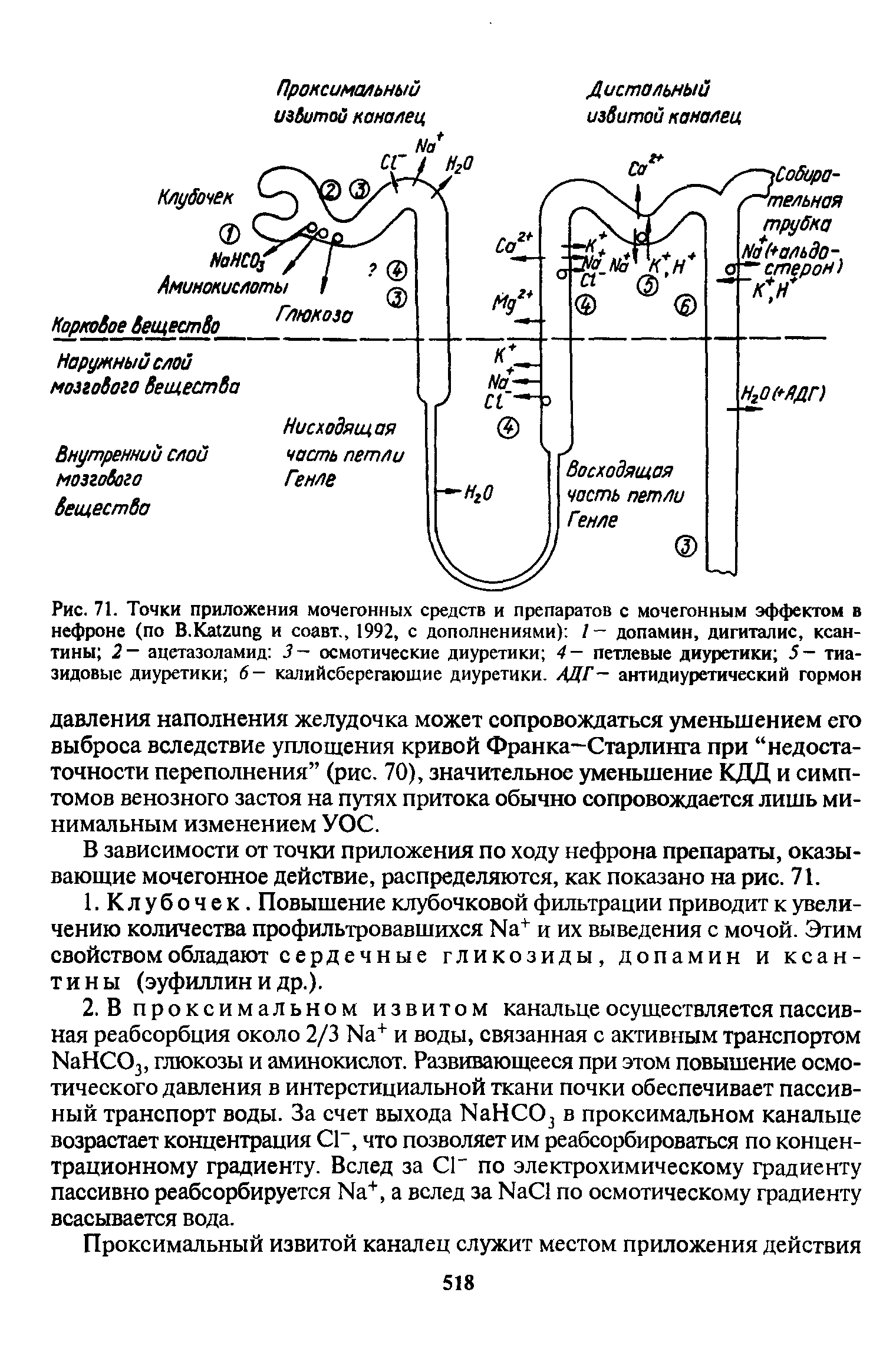 Рис. 71. Точки приложения мочегонных средств и препаратов с мочегонным эффектом в нефроне (по В.Кшипё и соавт., 1992, с дополнениями) /- допамин, дигиталис, ксантины 2— ацетазоламид 3 — осмотические диуретики 4— петлевые диуретики 5— тиазидовые диуретики 6- калийсберегаюшие диуретики. АДГ- антидиуретический гормон...