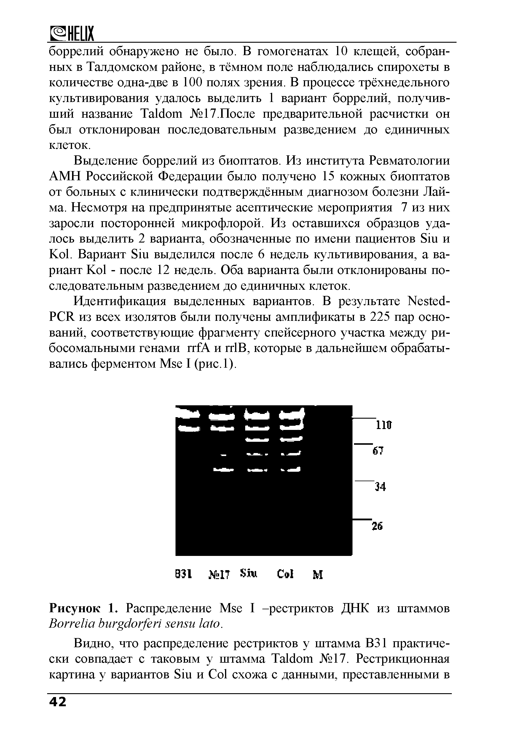 Рисунок 1. Распределение M I -рестриктов ДНК из штаммов B .