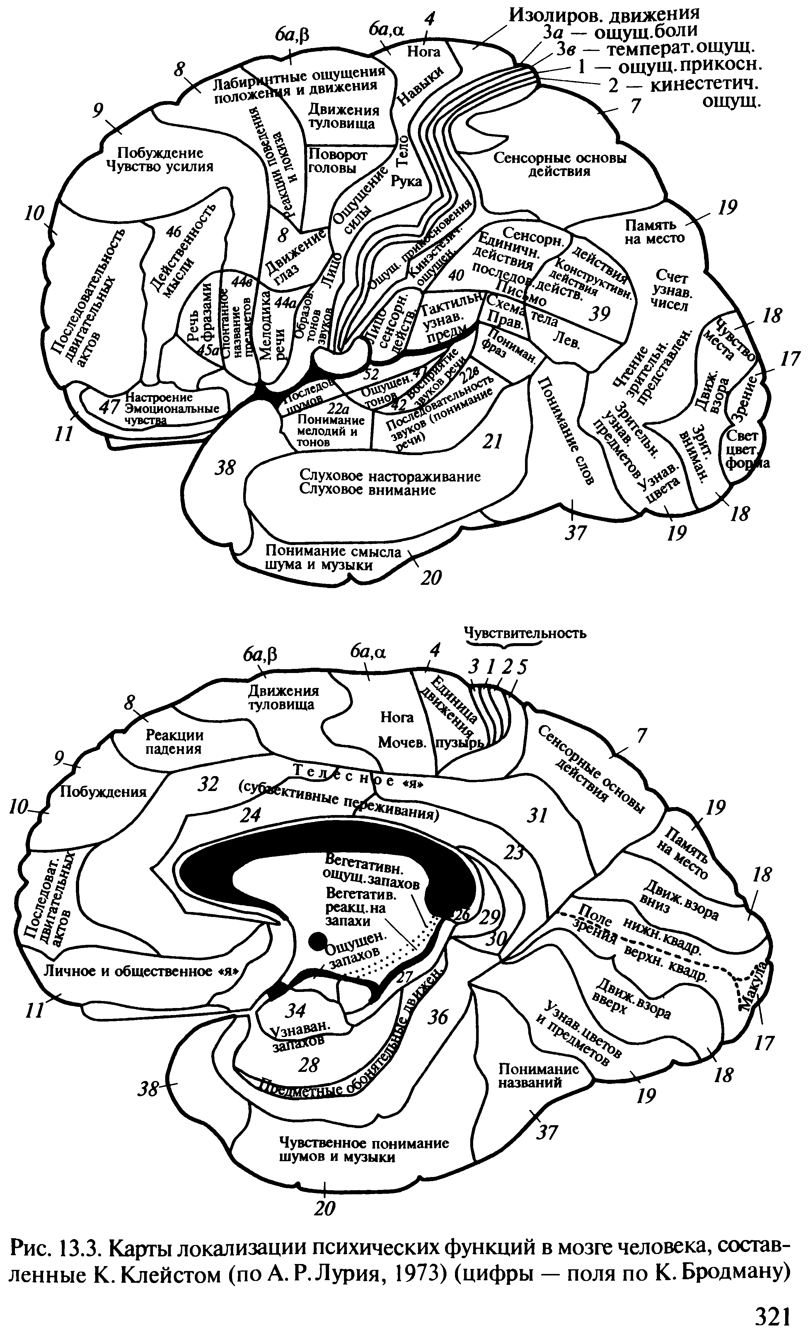 Локализация функций головного. Локализация функций в коре полушарий головного мозга. Карта локализации функций в коре головного мозга. Схема локализации функций в коре больших полушарий. К Клейст локализационная карта мозга.