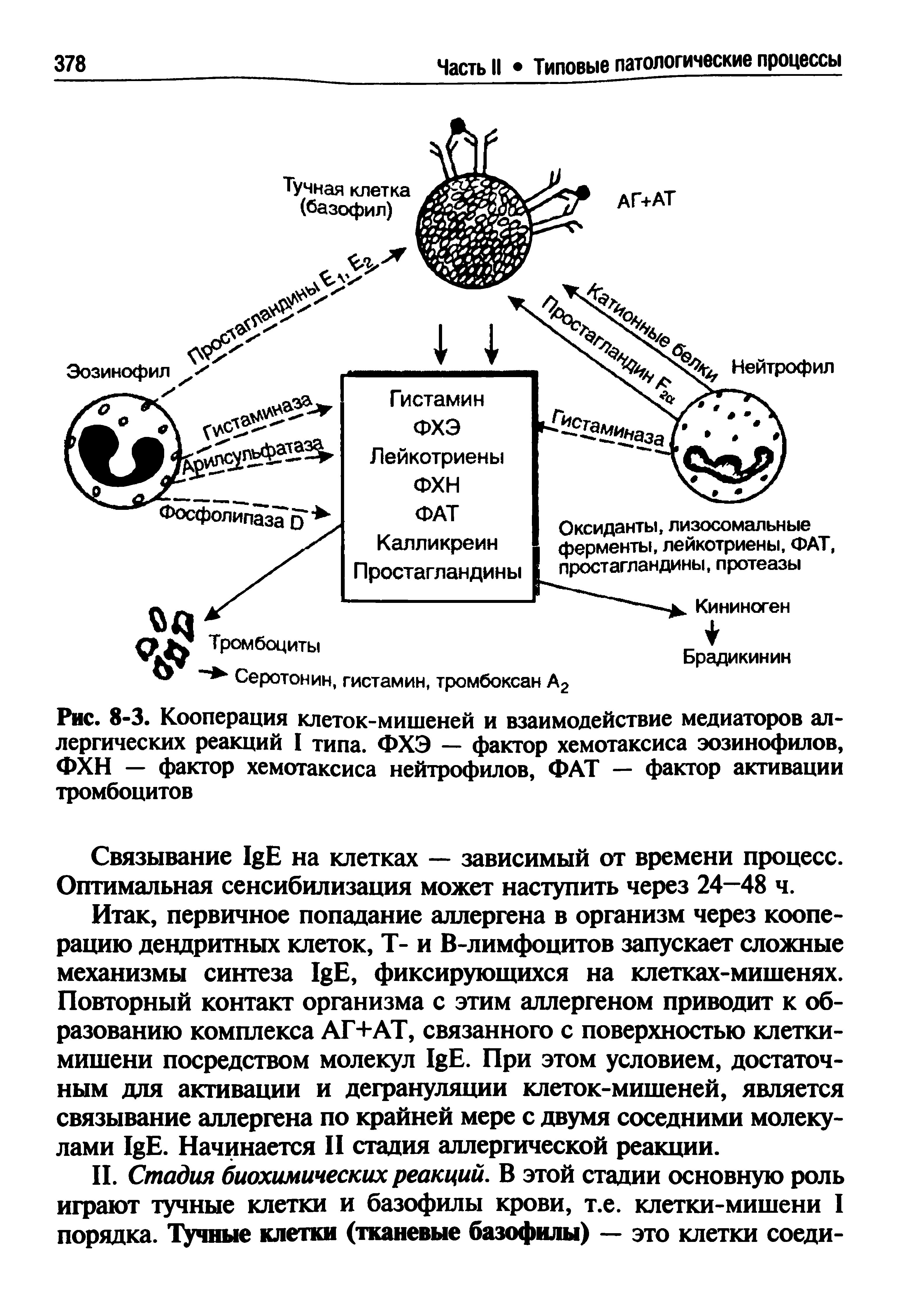 Рис. 8-3. Кооперация клеток-мишеней и взаимодействие медиаторов аллергических реакций I типа. ФХЭ — фактор хемотаксиса эозинофилов, ФХН — фактор хемотаксиса нейтрофилов, ФАТ — фактор активации тромбоцитов...