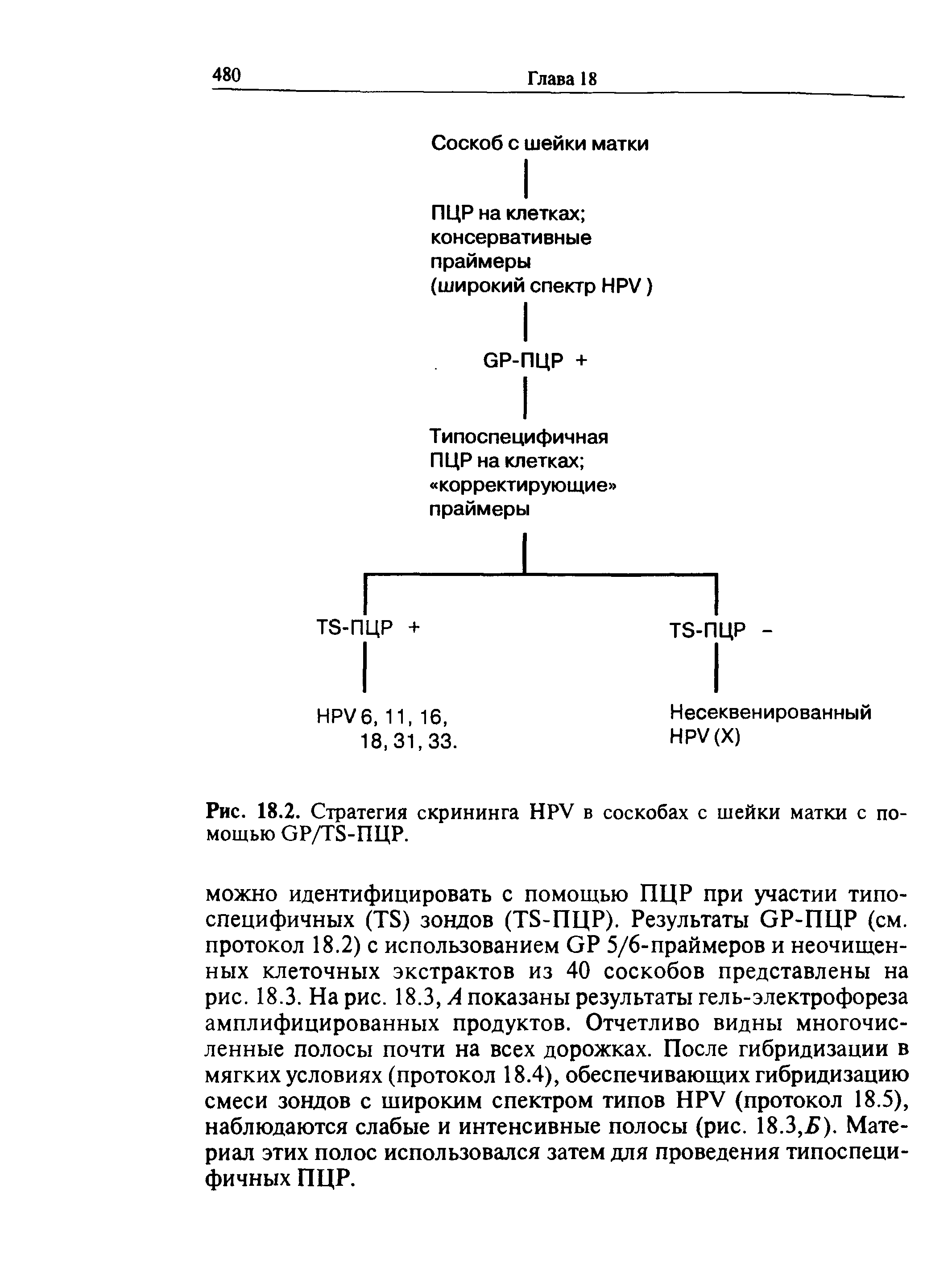 Рис. 18.2. Стратегия скрининга HPV в соскобах с шейки матки с помощью GP/TS-ПЦР.