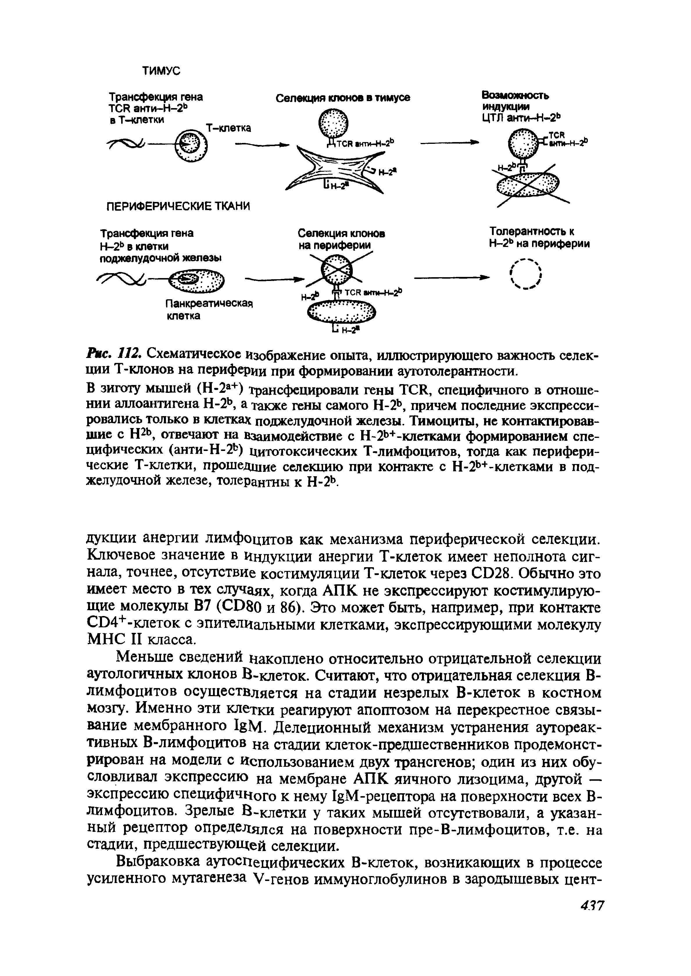 Рис. 112. Схематическое Изображение опыта, иллюстрирующего важность селекции Т-клонов на периферии при формировании аутотолерантности.