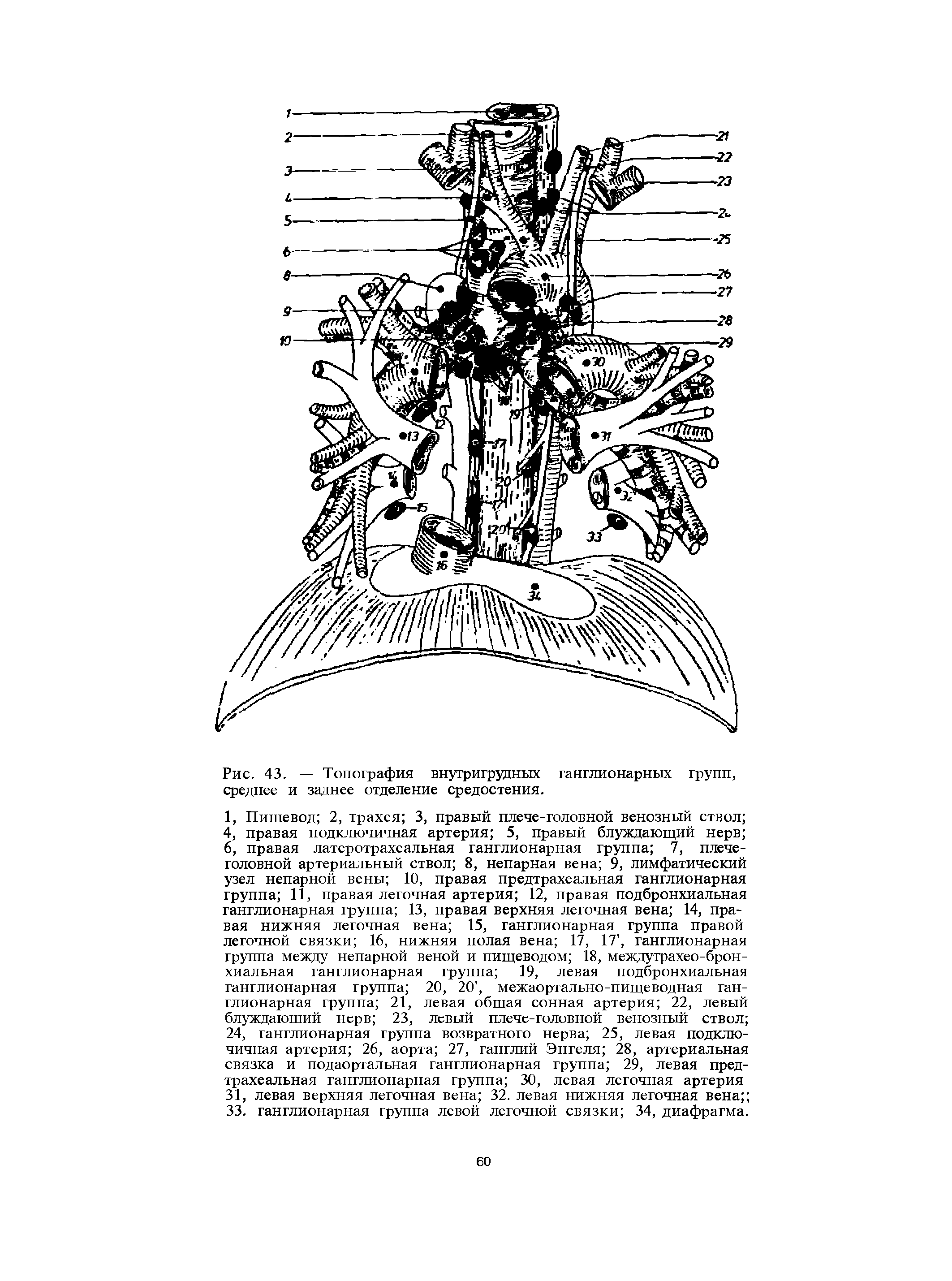 Рис. 43. — Топография внутригрудных ганглионарных групп, среднее и заднее отделение средостения.