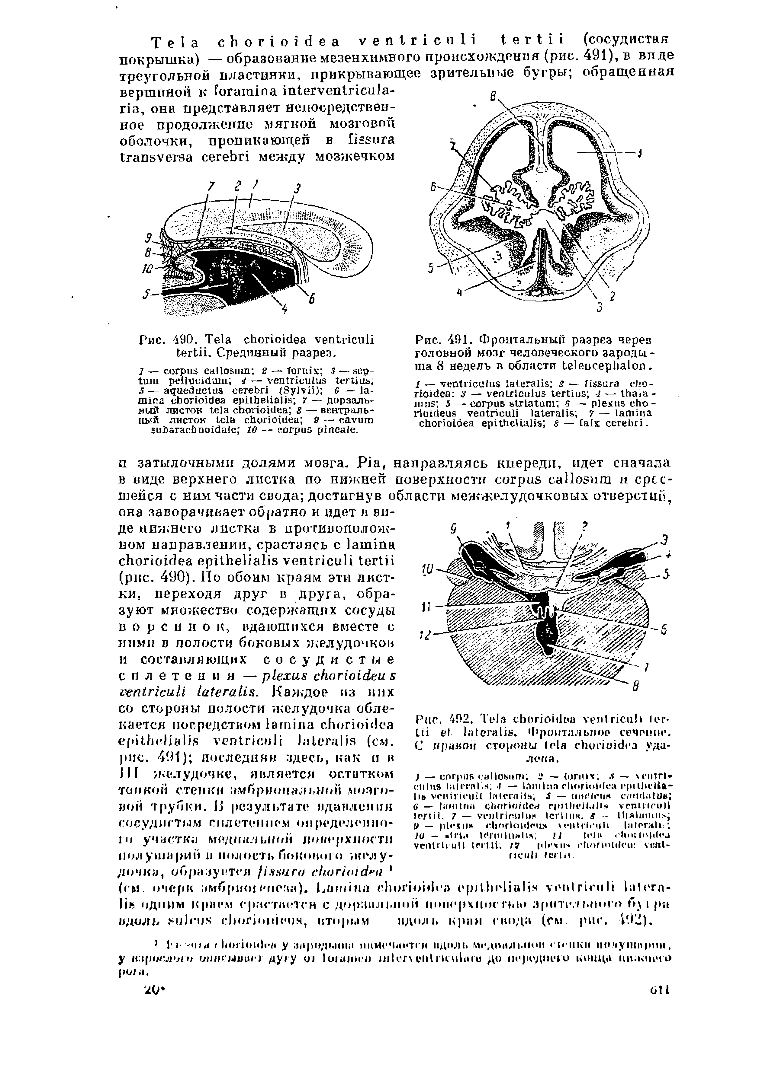 Рис. 490. T . Срединный разрез.