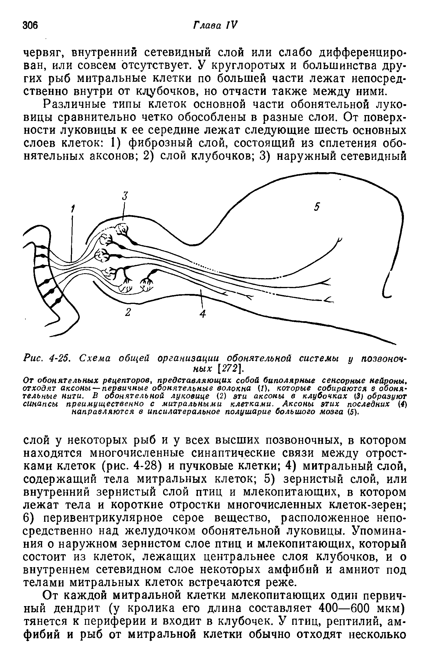 Рис. 4-25. Схема общей организации обонятельной системы у позвоночных [272].