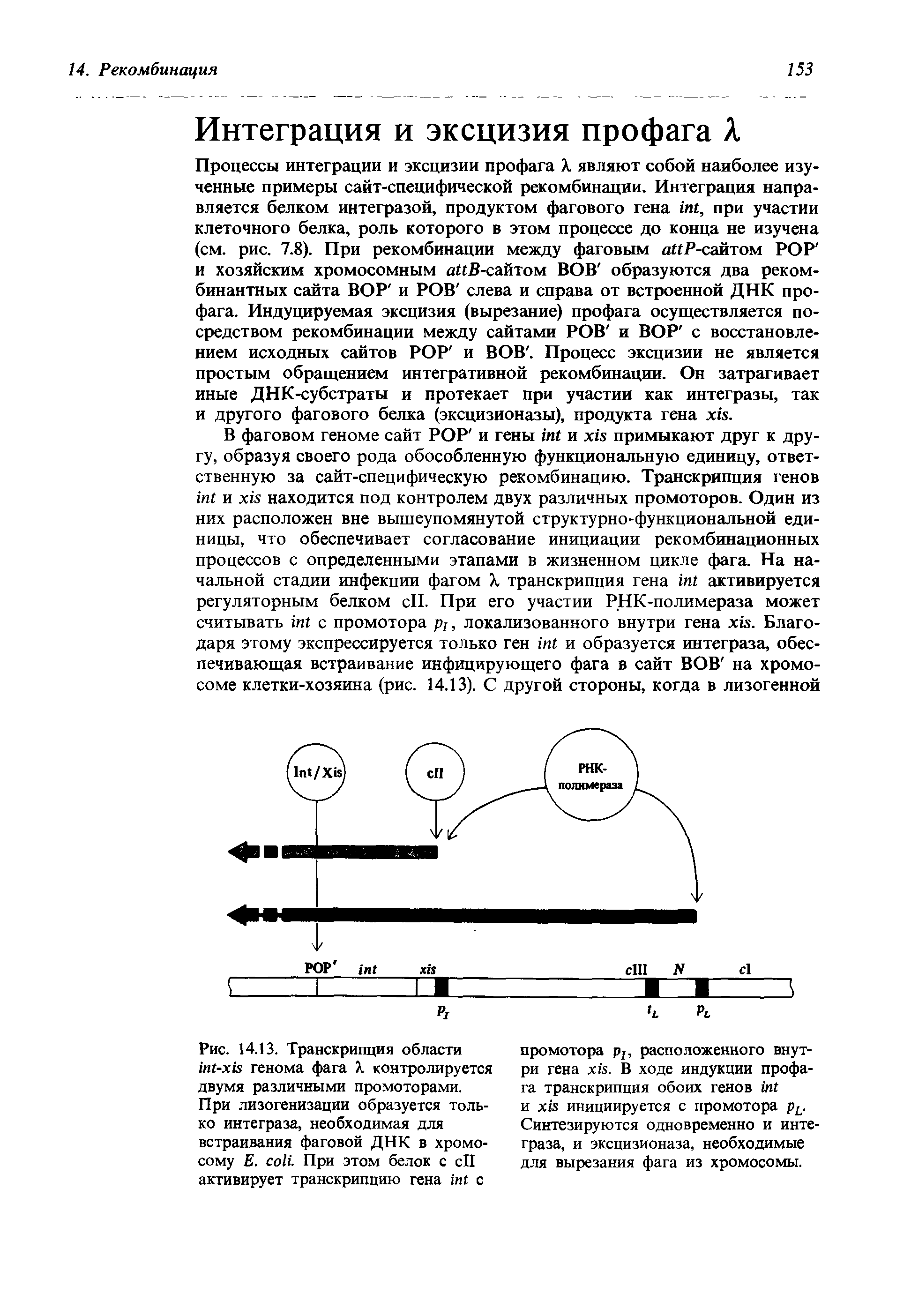 Рис. 14.13. Транскрипция области - генома фага X контролируется двумя различными промоторами. При лизогенизации образуется только интеграза, необходимая для встраивания фаговой ДНК в хромосому Е. . При этом белок с сП активирует транскрипцию гена с...