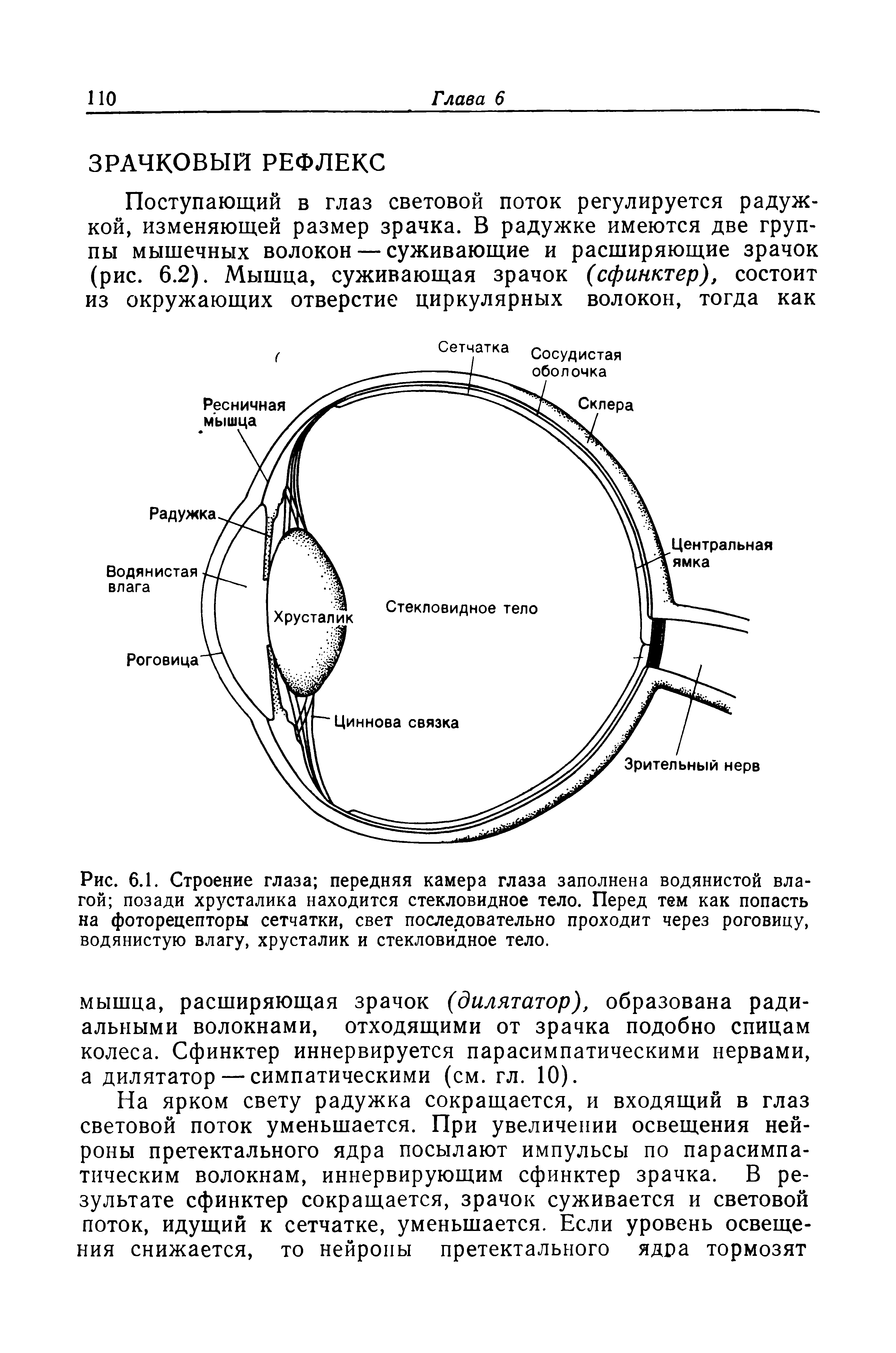 Рис. 6.1. Строение глаза передняя камера глаза заполнена водянистой влагой позади хрусталика находится стекловидное тело. Перед тем как попасть на фоторецепторы сетчатки, свет последовательно проходит через роговицу, водянистую влагу, хрусталик и стекловидное тело.