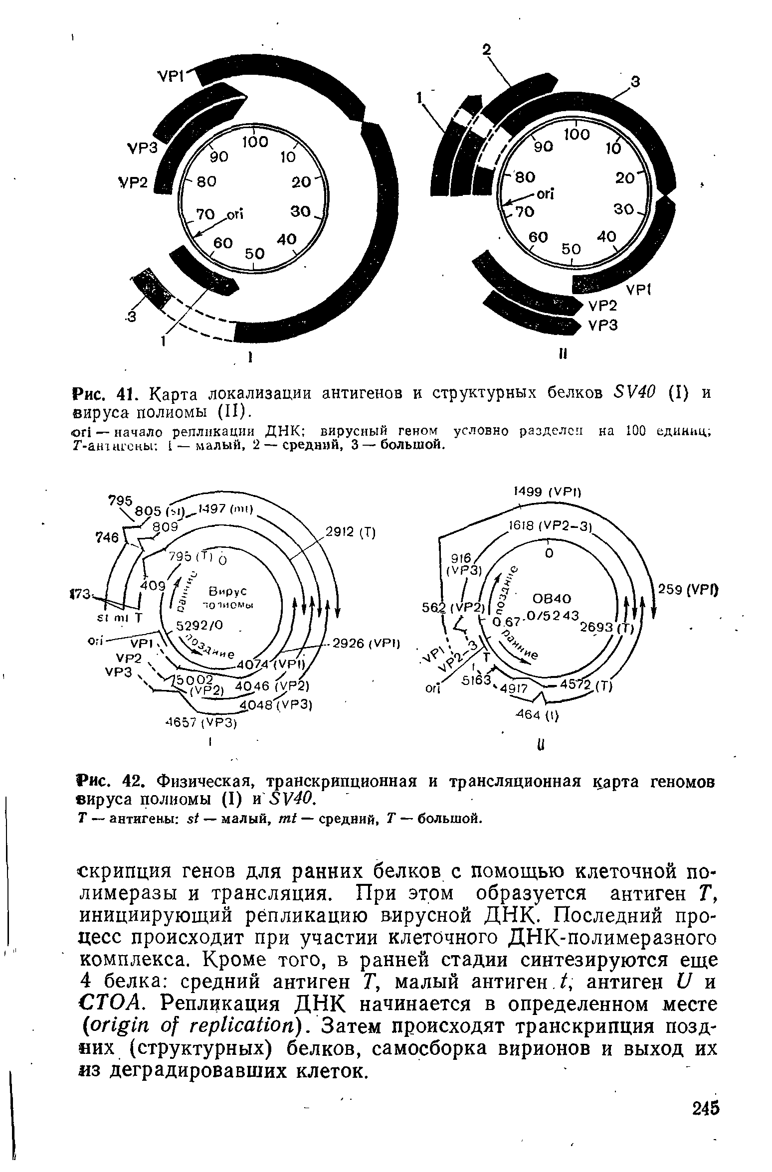 Рис. 42. Физическая, транскрипционная и трансляционная карта геномов вируса полиомы (I) и 5У4Р.