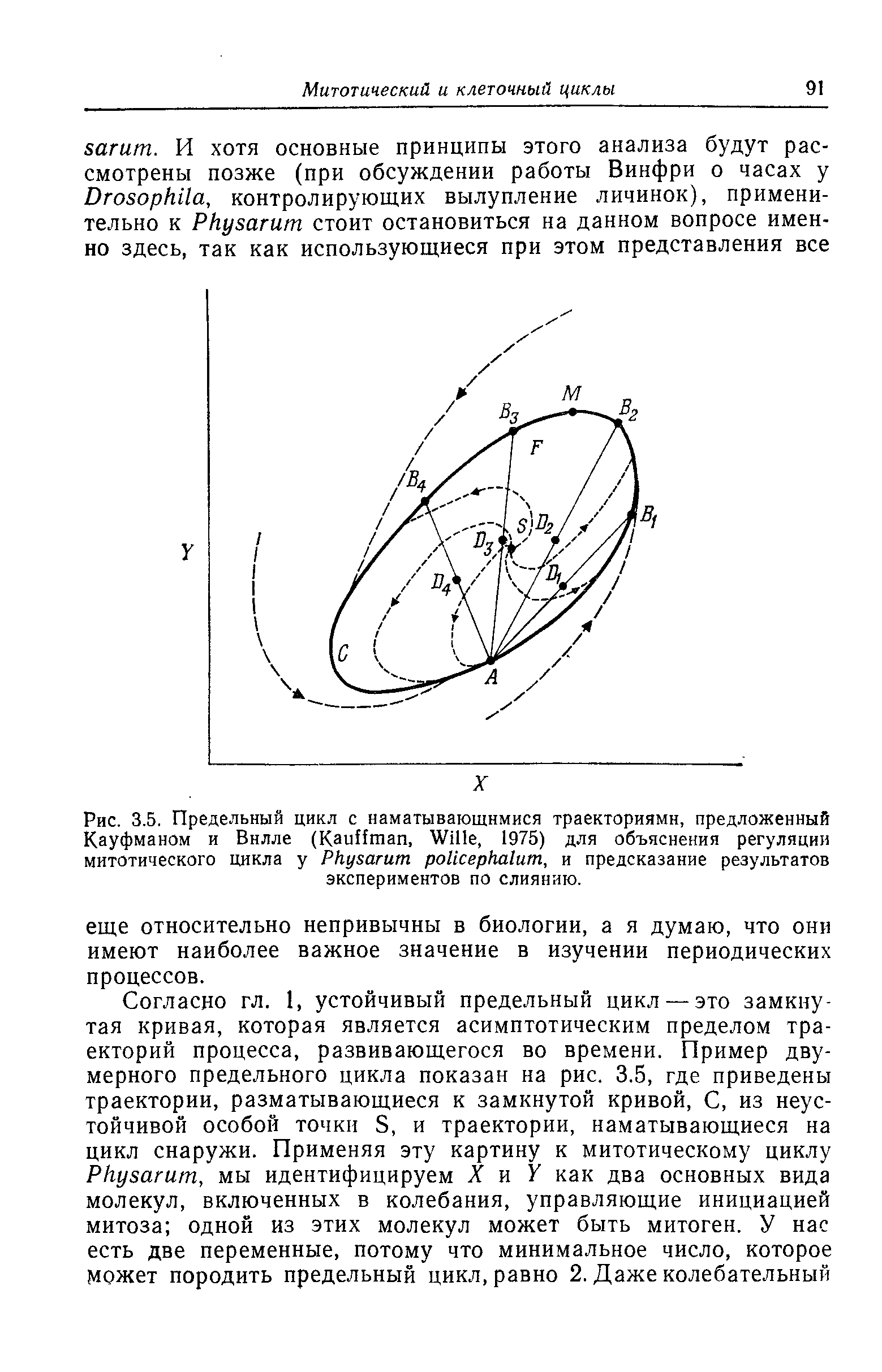 Рис. 3.5. Предельный цикл с наматывающимися траекториями, предложенный Кауфманом и Вилле (K , W , 1975) для объяснения регуляции митотического цикла у P , и предсказание результатов экспериментов по слиянию.
