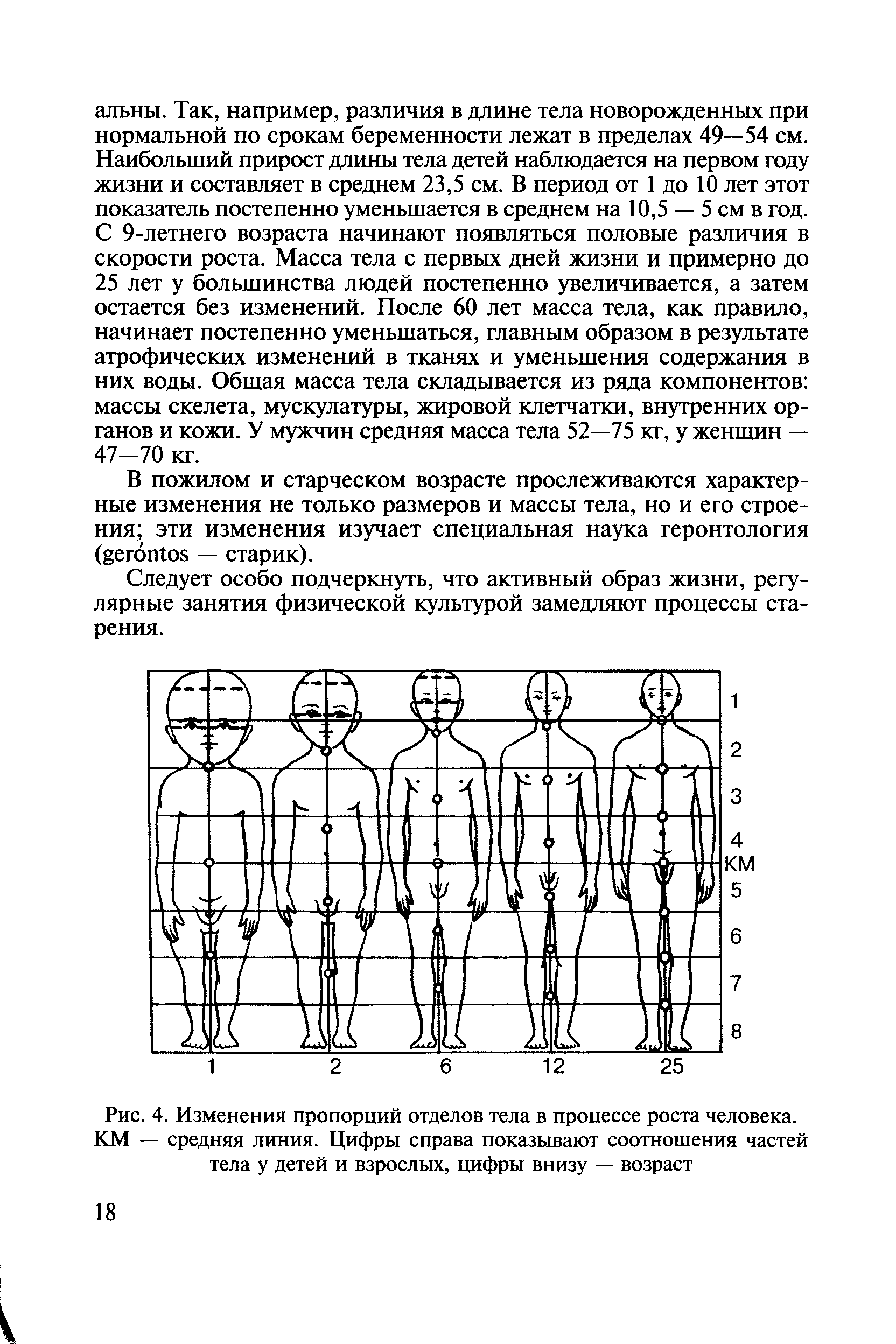 Рис. 4. Изменения пропорций отделов тела в процессе роста человека. КМ — средняя линия. Цифры справа показывают соотношения частей тела у детей и взрослых, цифры внизу — возраст...