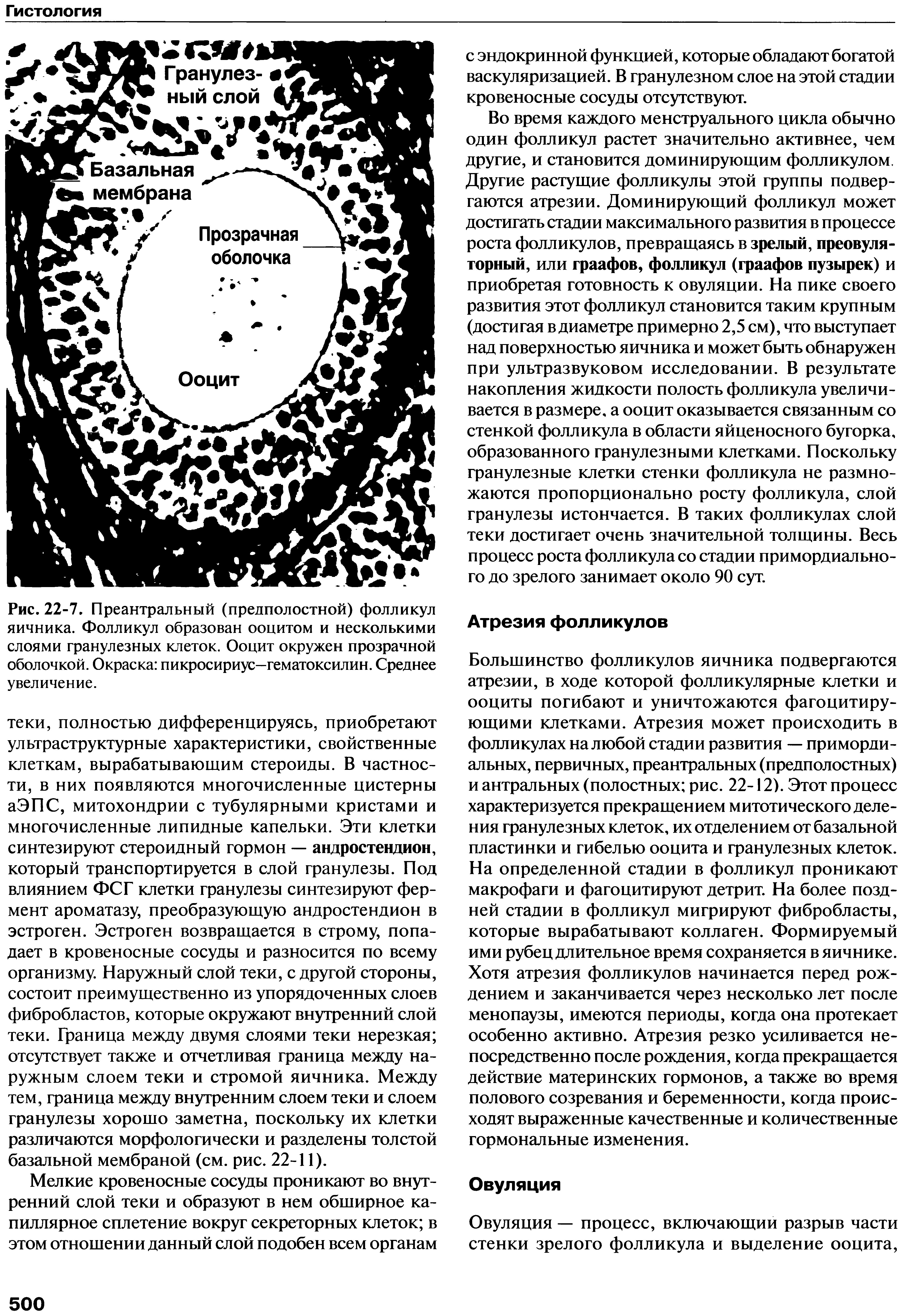 Рис. 22-7. Преантральный (прелполостной) фолликул яичника. Фолликул образован ооцитом и несколькими слоями гранулезных клеток. Ооцит окружен прозрачной оболочкой. Окраска пикросириус—гематоксилин. Среднее увеличение.