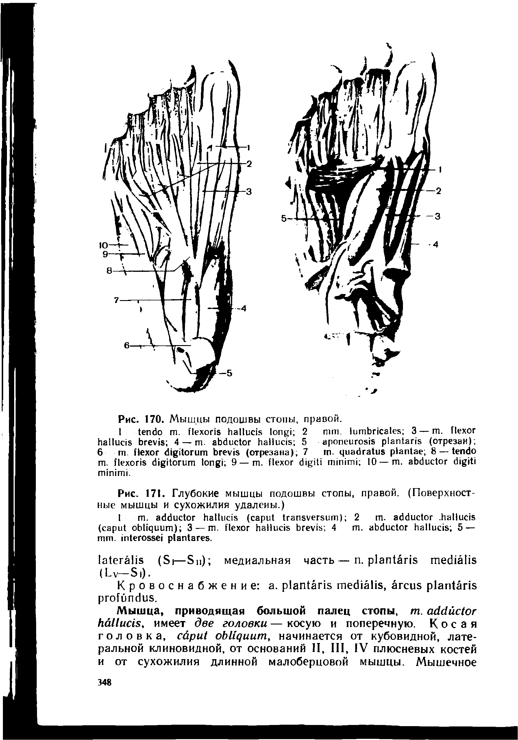 Рис. 171. Глубокие мышцы подошвы стопы, правой, (Поверхностные мышцы и сухожилия удалены.)...