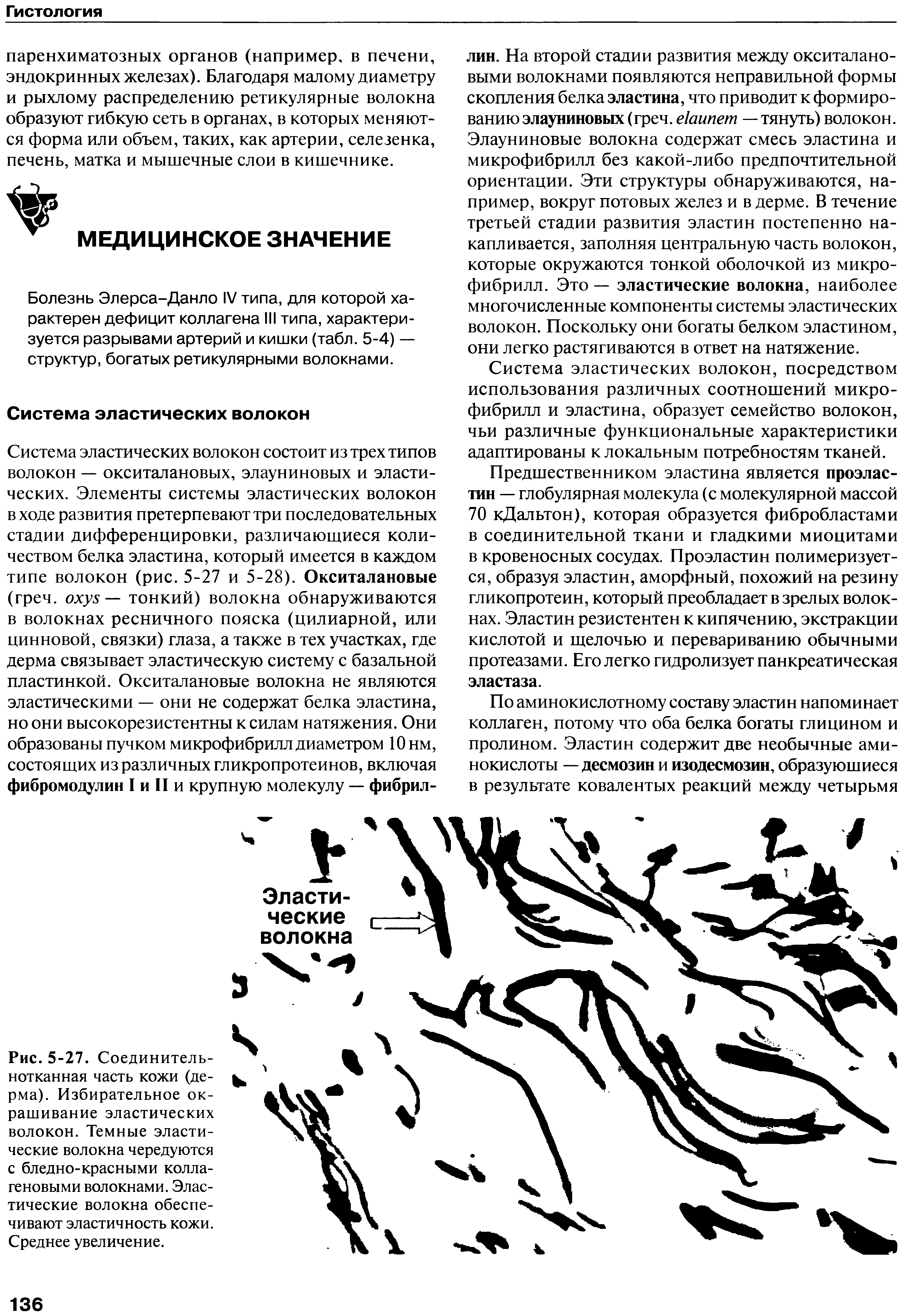 Рис. 5-27. Соединительнотканная часть кожи (дерма). Избирательное окрашивание эластических волокон. Темные эластические волокна чередуются с бледно-красными коллагеновыми волокнами. Эластические волокна обеспечивают эластичность кожи. Среднее увеличение.