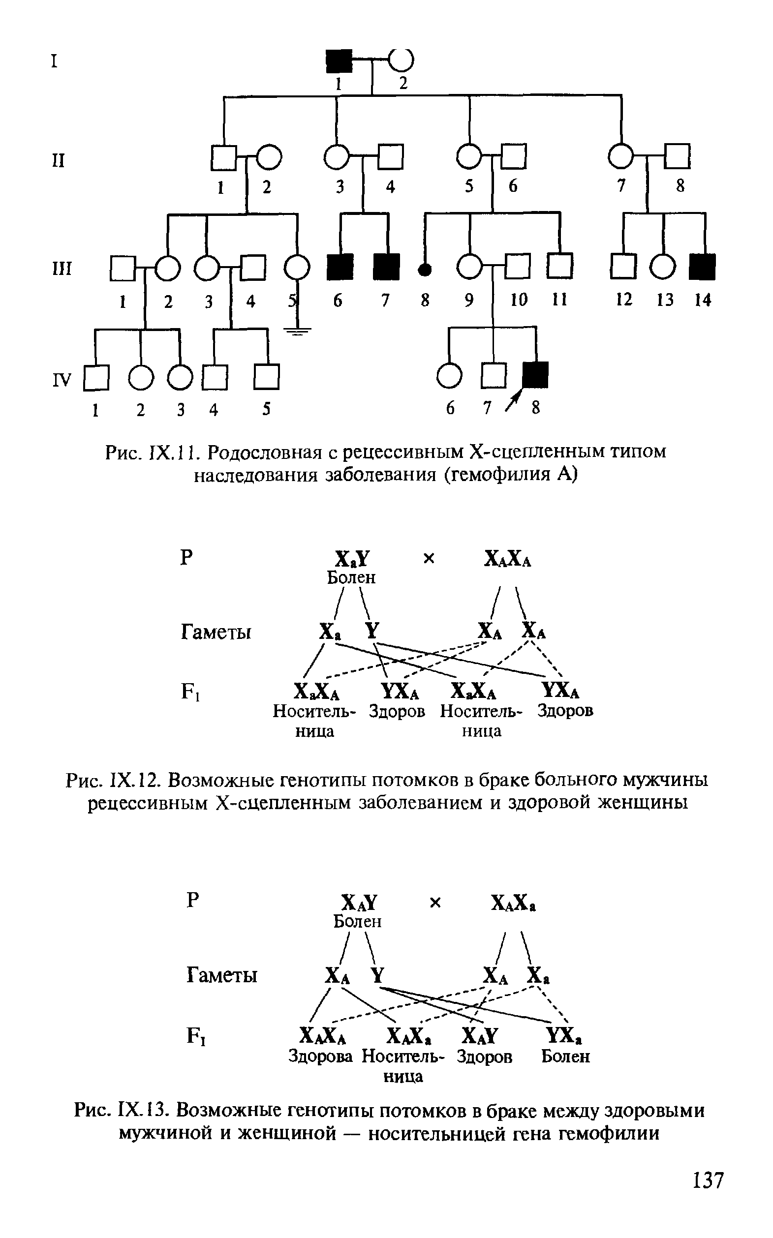Рис. IX. 12. Возможные генотипы потомков в браке больного мужчины рецессивным Х-сцепленным заболеванием и здоровой женщины...