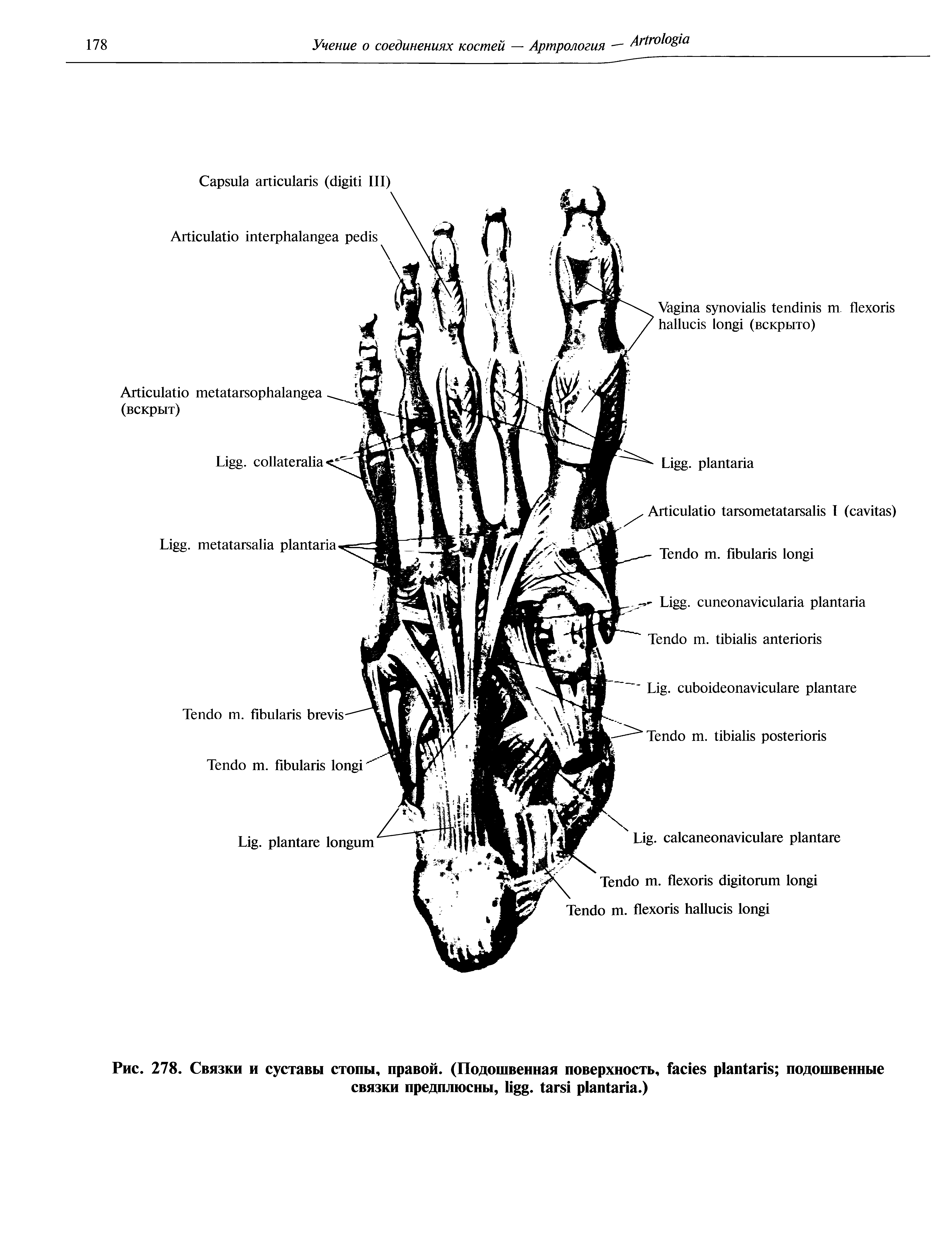 Рис. 278. Связки и суставы стопы, правой. (Подошвенная поверхность, подошвенные связки предплюсны, . .)...