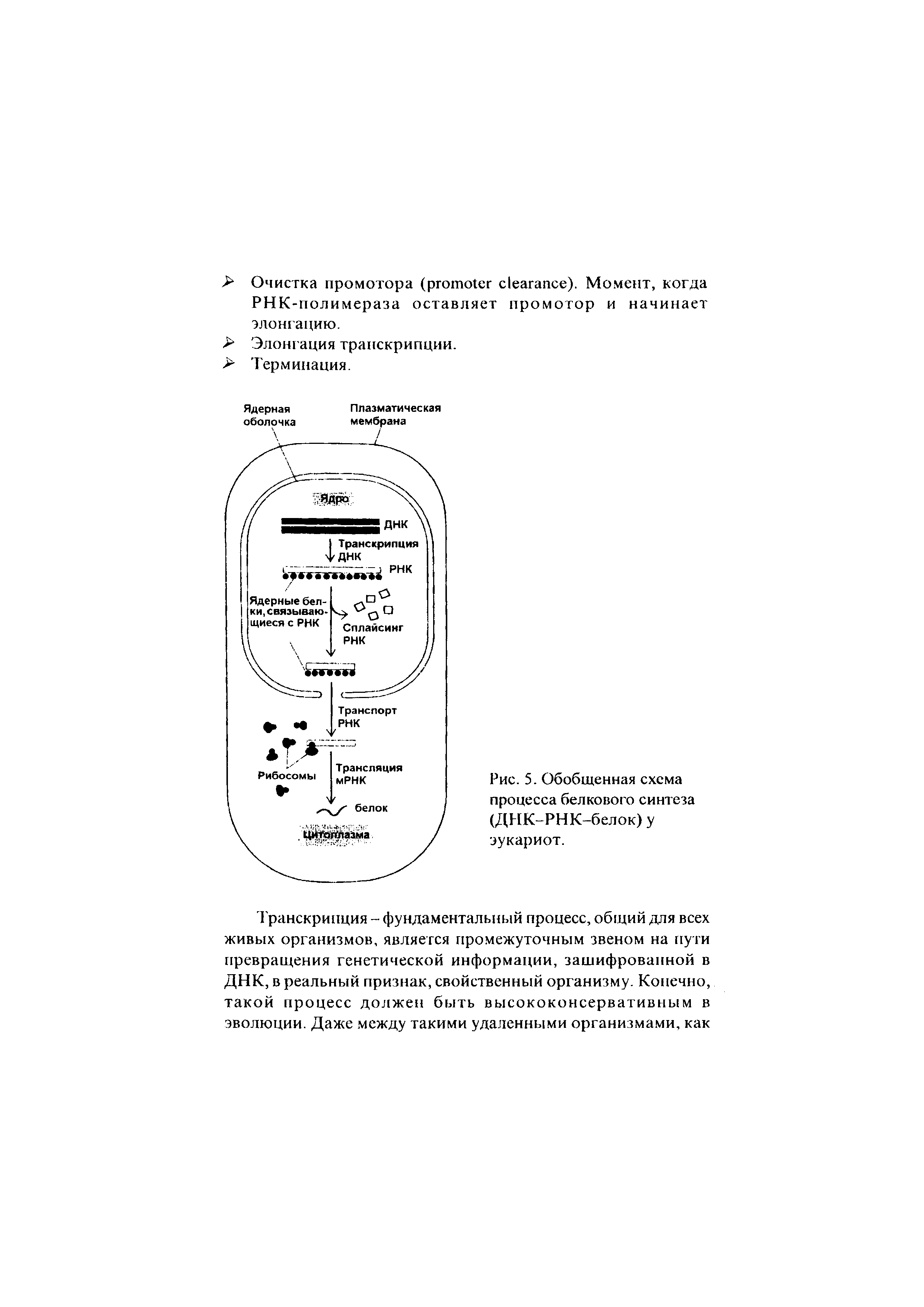 Рис. 5. Обобщенная схема процесса белкового синтеза (ДНК-РНК-белок)у эукариот.
